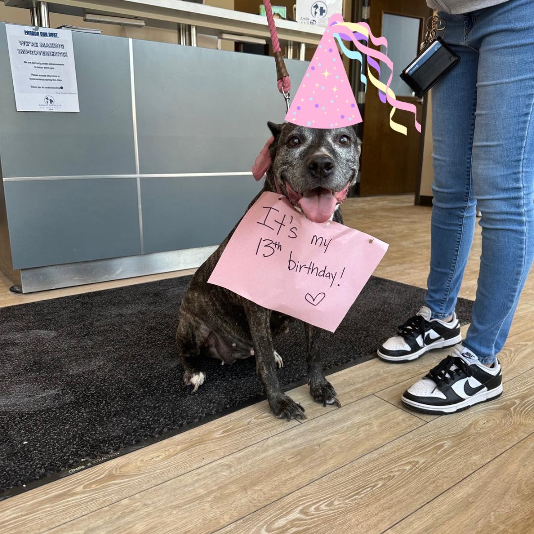 Animal Advocate Pet Hospital Chicago