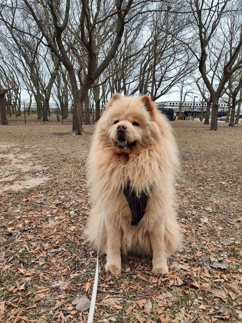 Millennium Dog Walkers & Pet Care Chicago