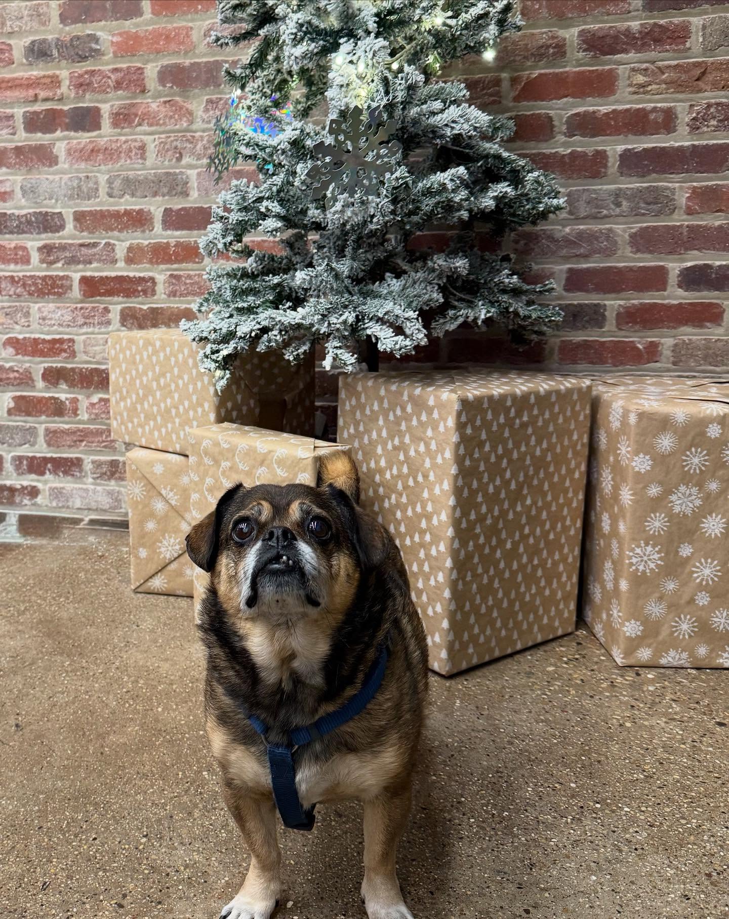 Wrigleyville Veterinary Center 3651 N Halsted St, Chicago, IL 60613