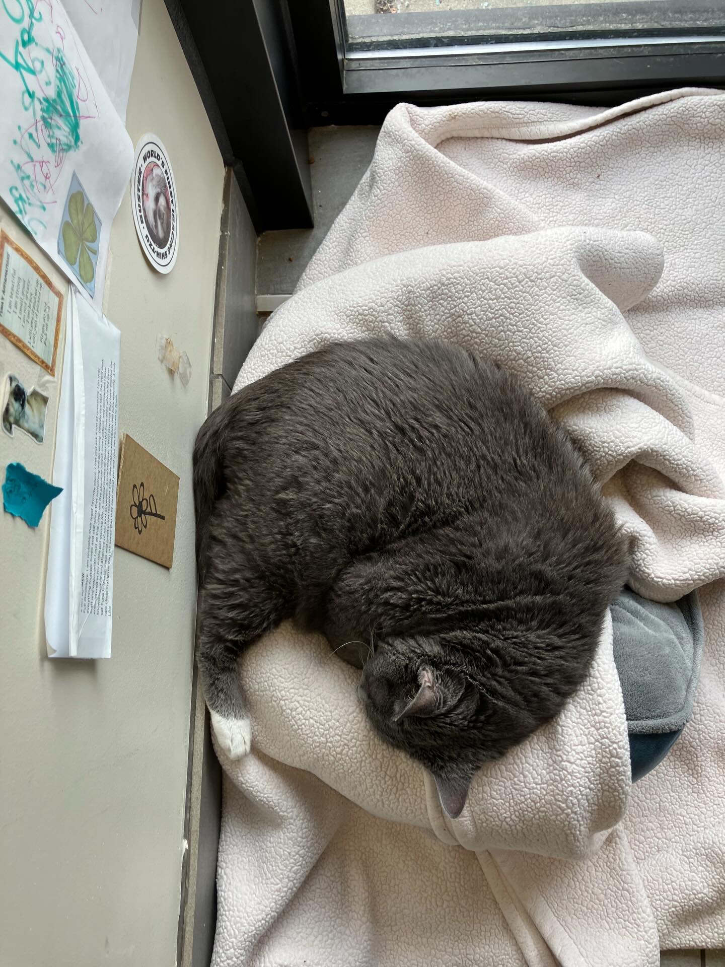 Companion Animal Hospital Wicker Park Chicago