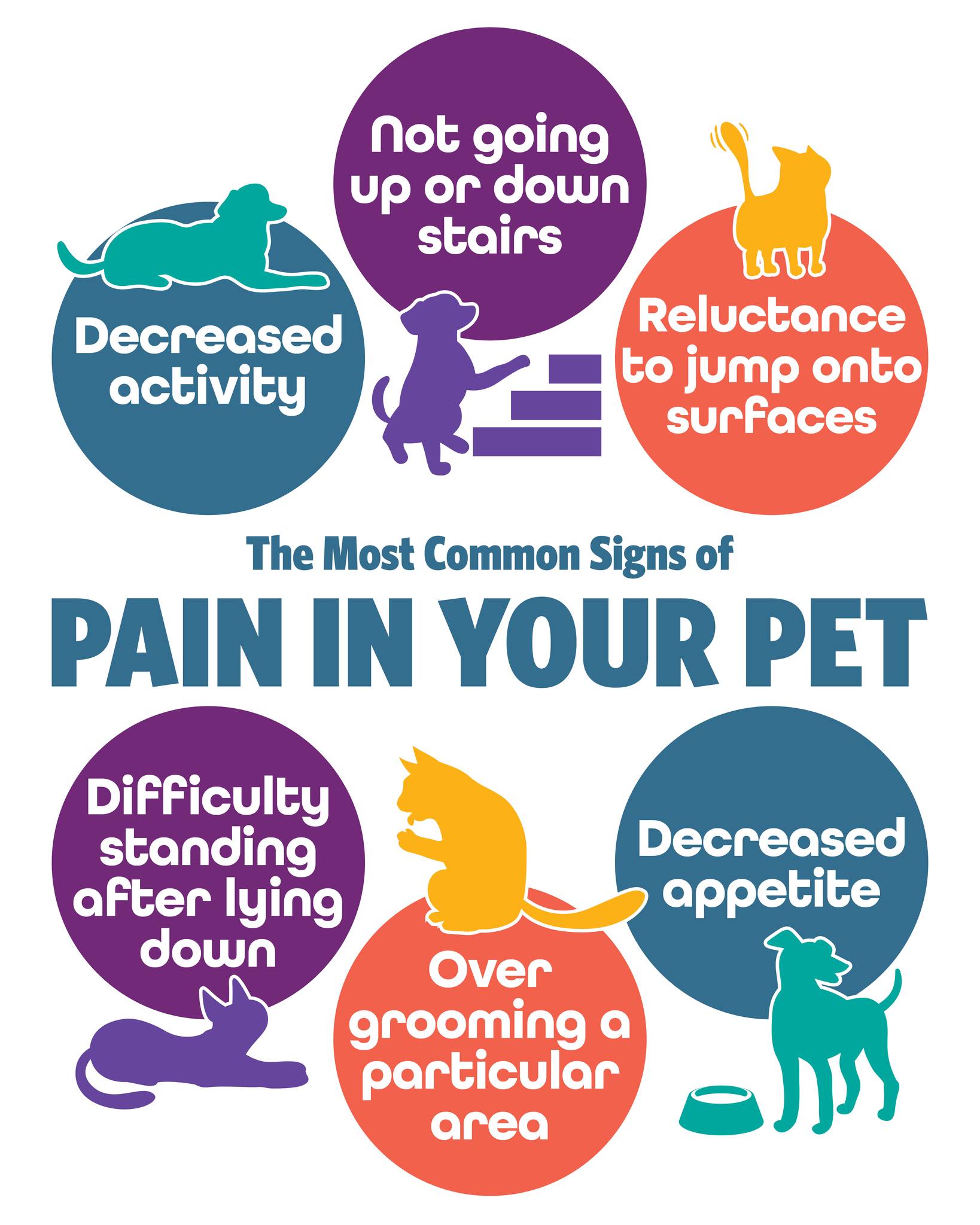 Companion Animal Hospital Wicker Park Chicago