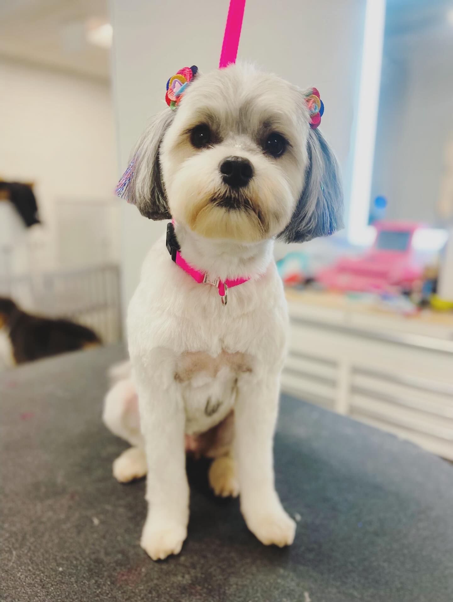 Groomies Chicago