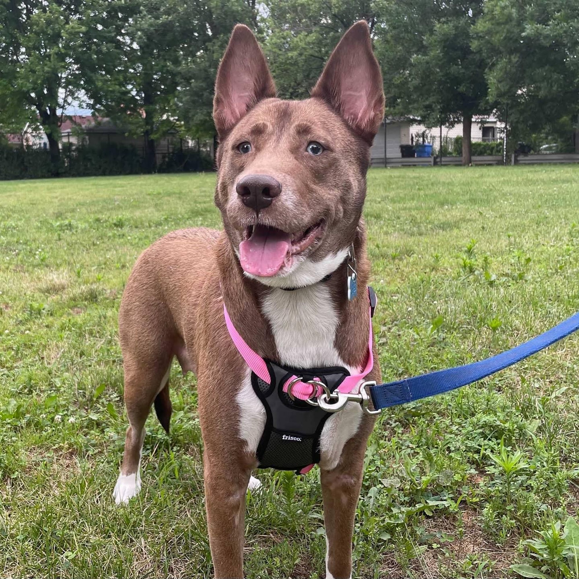 New Leash On Life Chicago