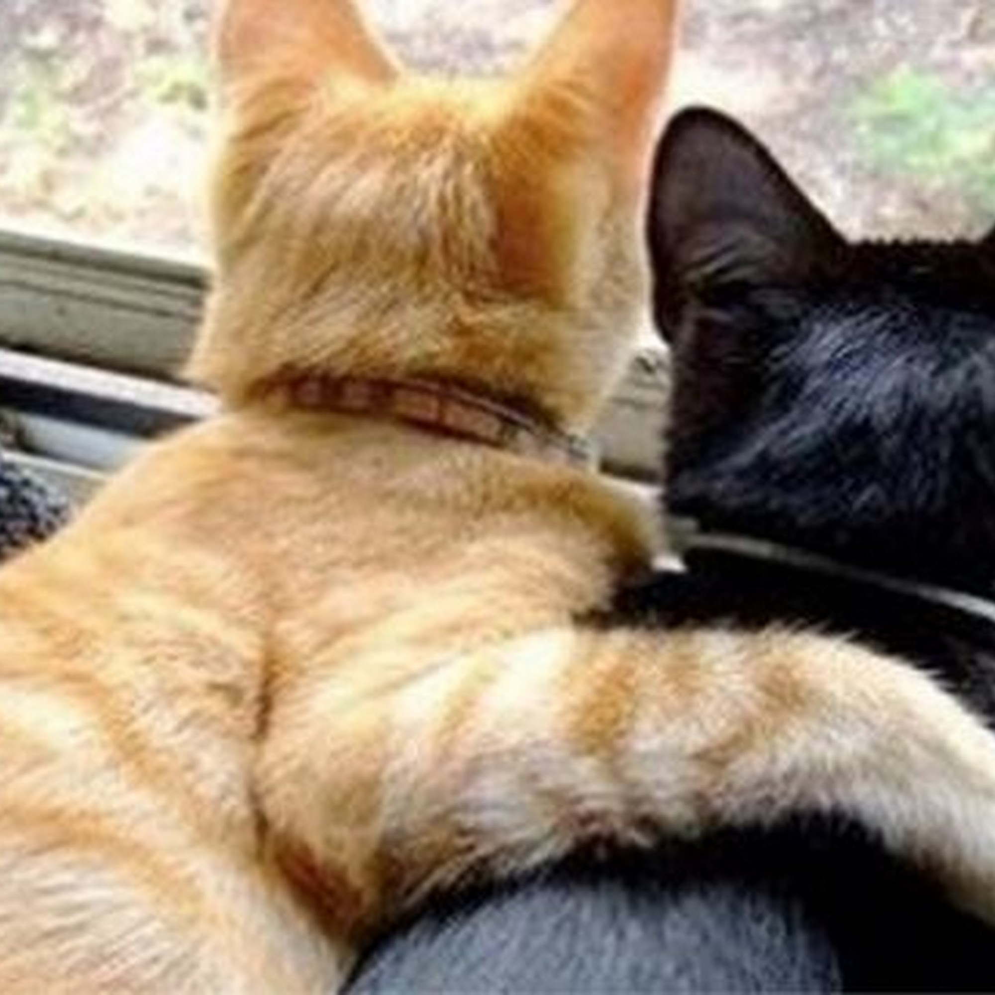 Precious Pets Almost Home Chicago