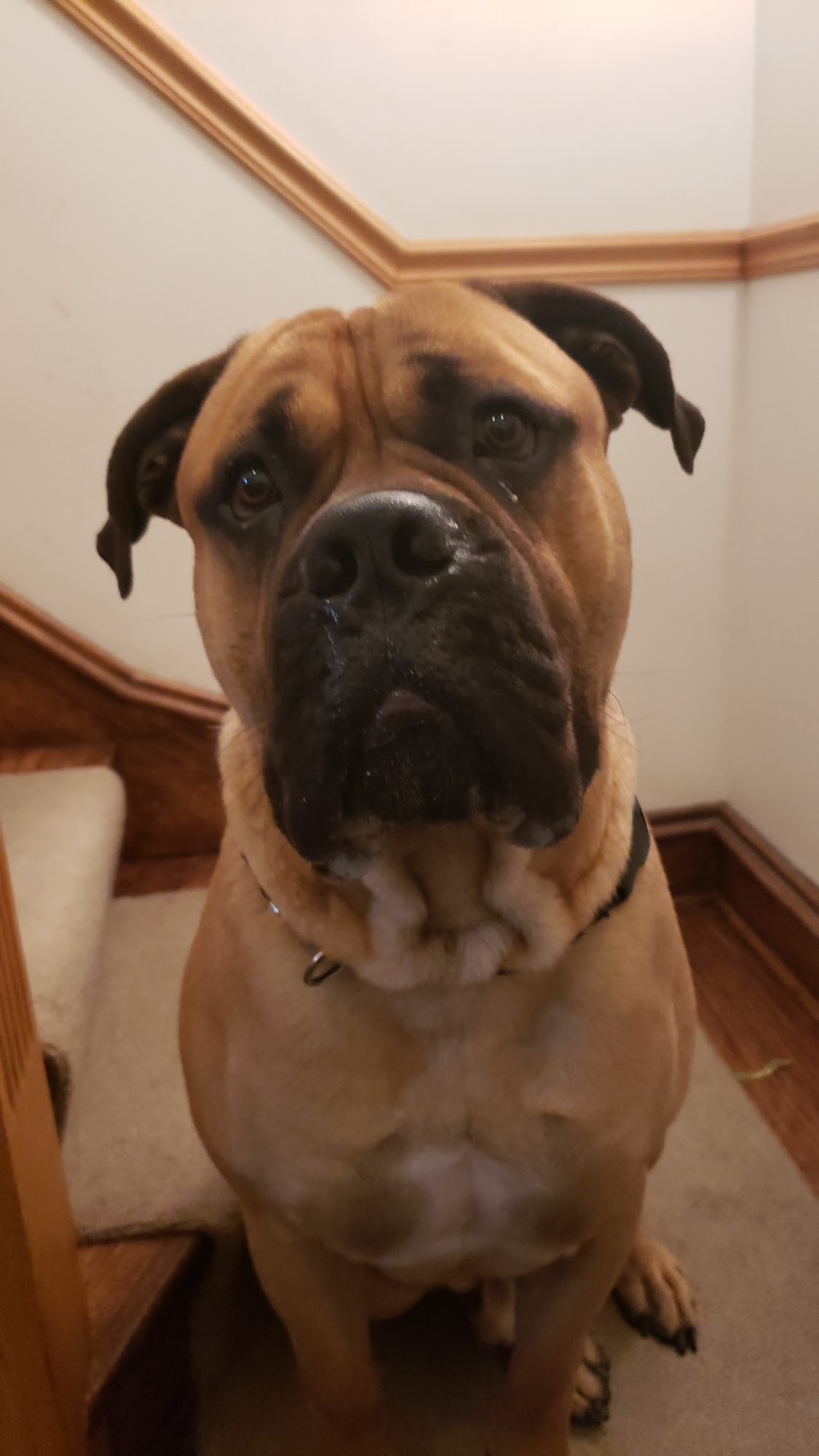 Bow Wow Behavioral Chicago