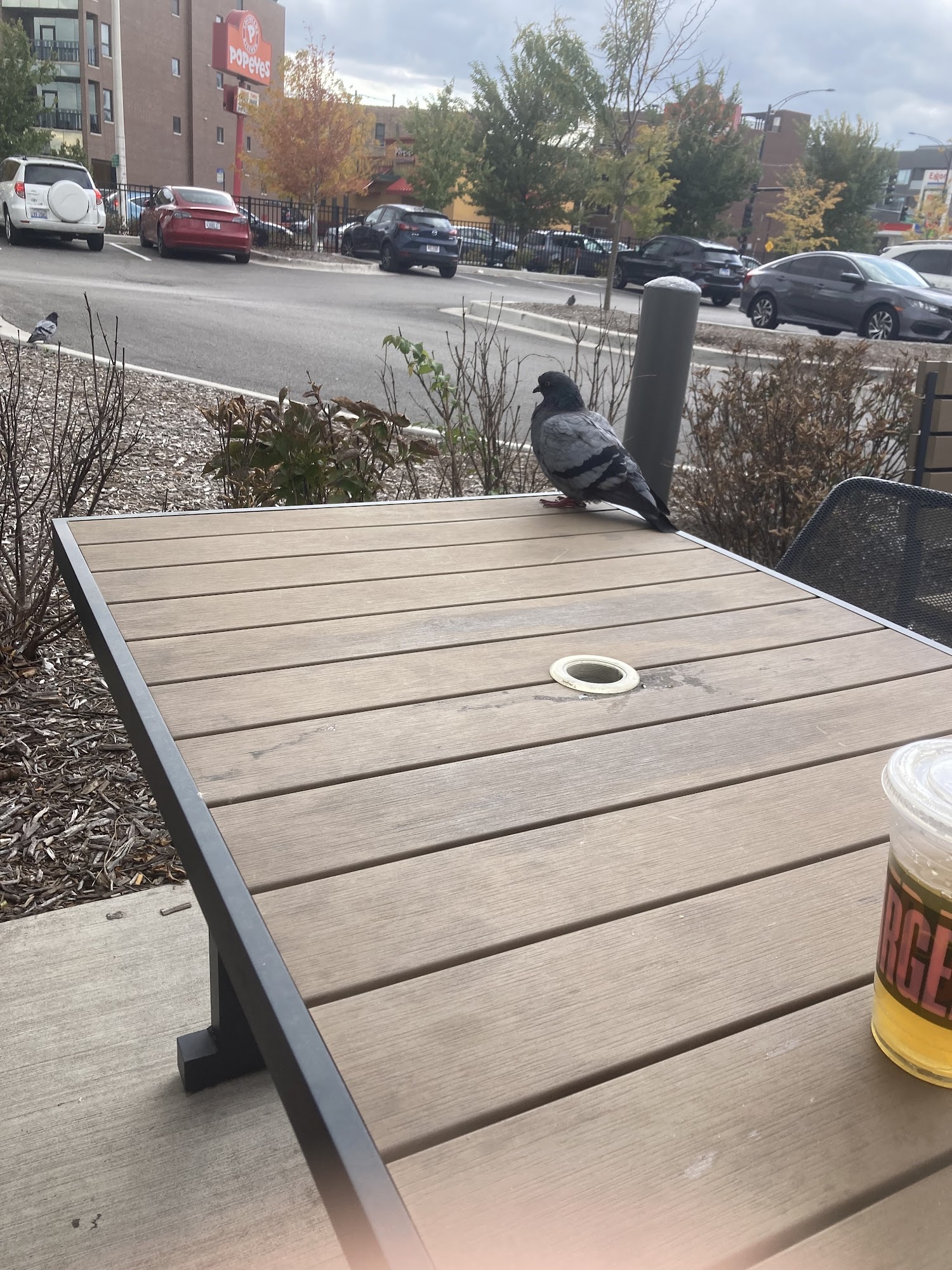 Panera Bread