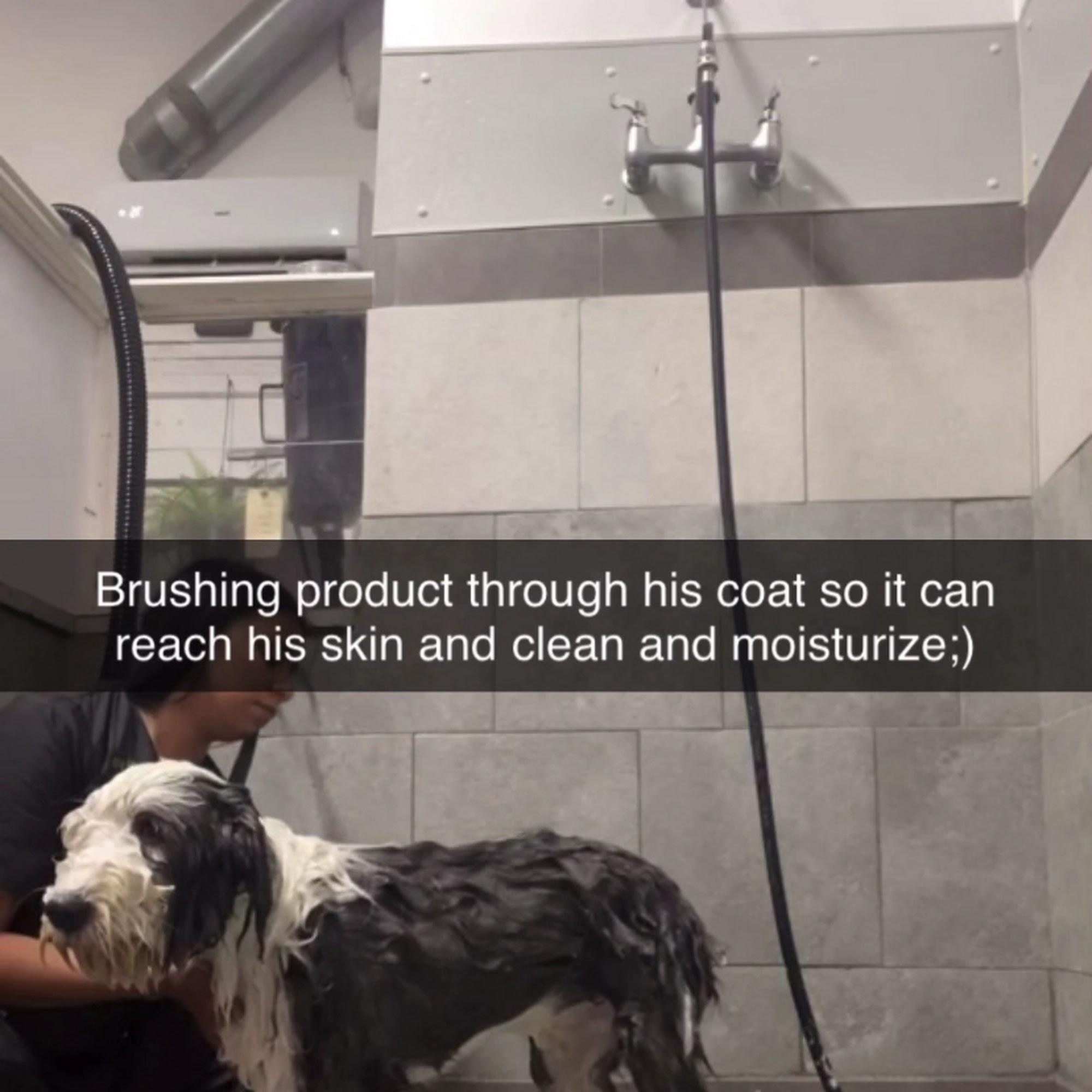 Trophy Paws Pet Grooming Chicago