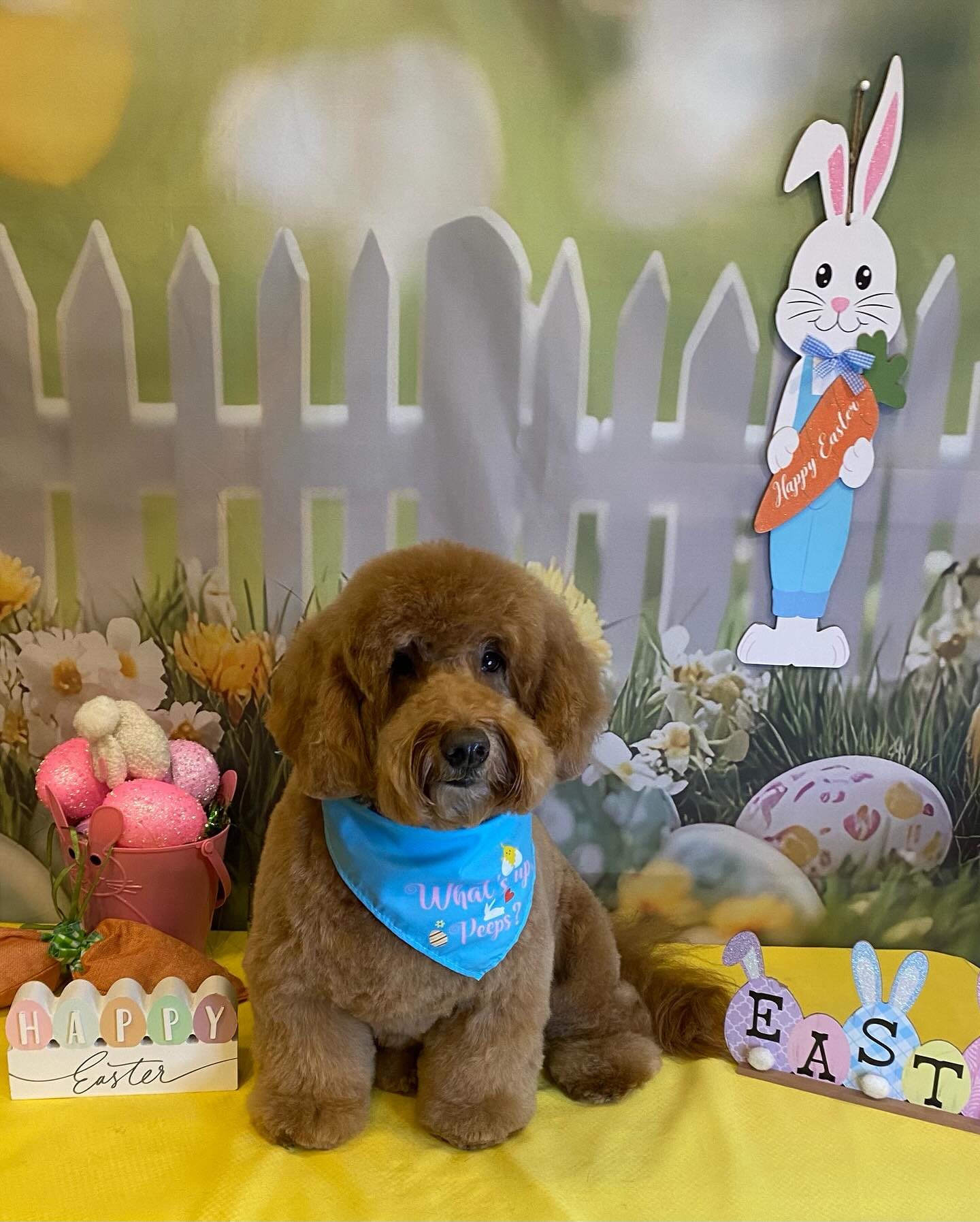 Trophy Paws Pet Grooming Chicago