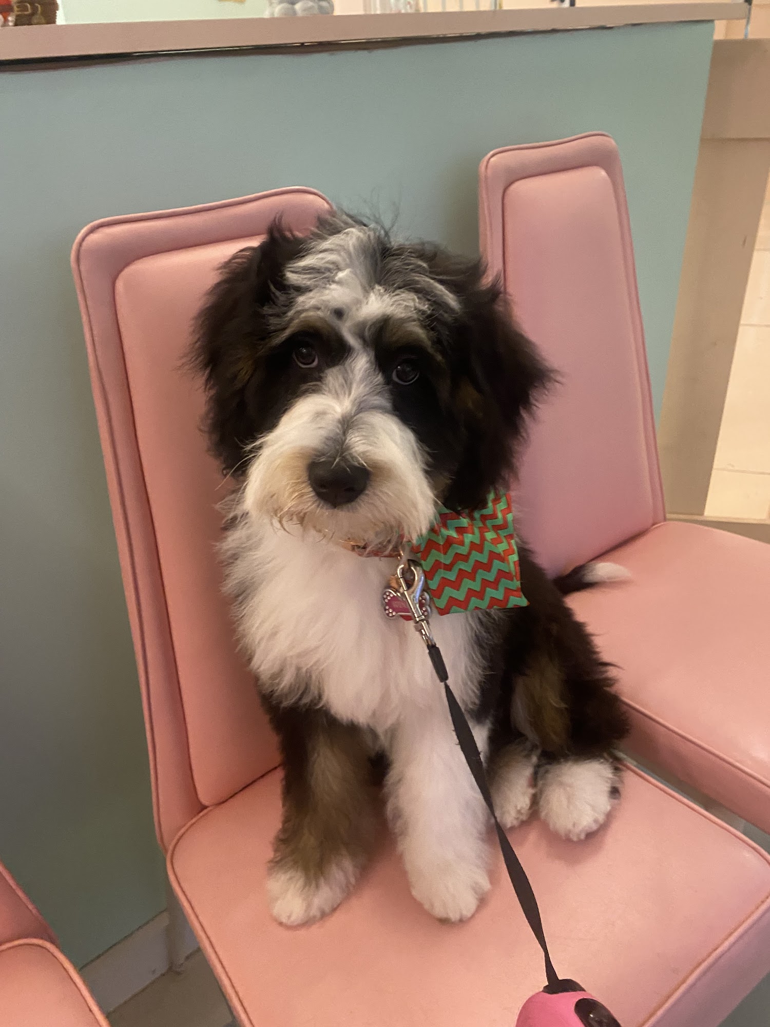 The Friendly Paws Grooming Shop Chicago