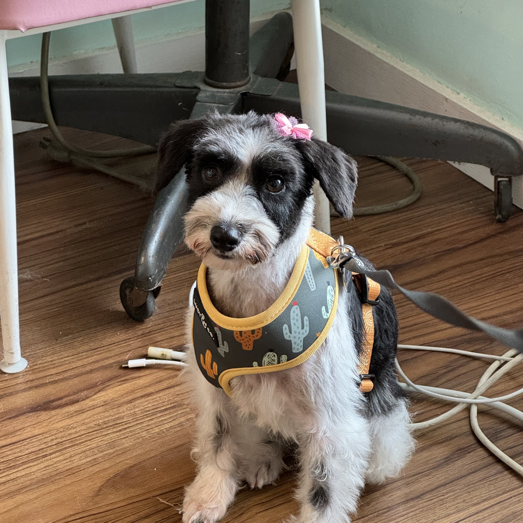 The Friendly Paws Grooming Shop Chicago