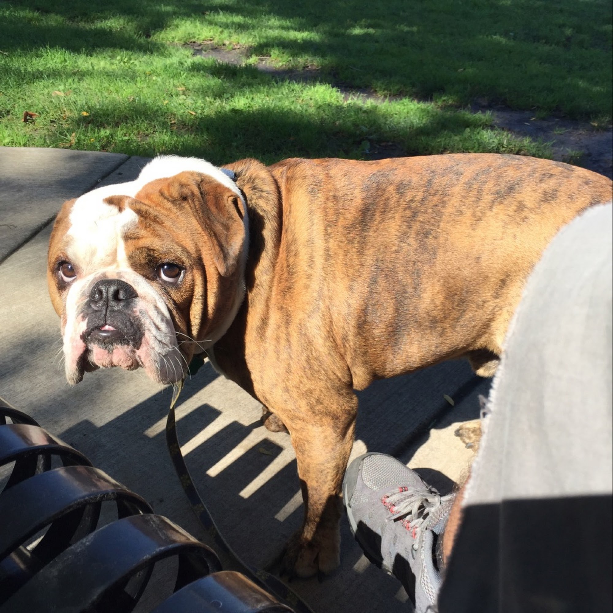 Majestic Paws Chicago Chicago