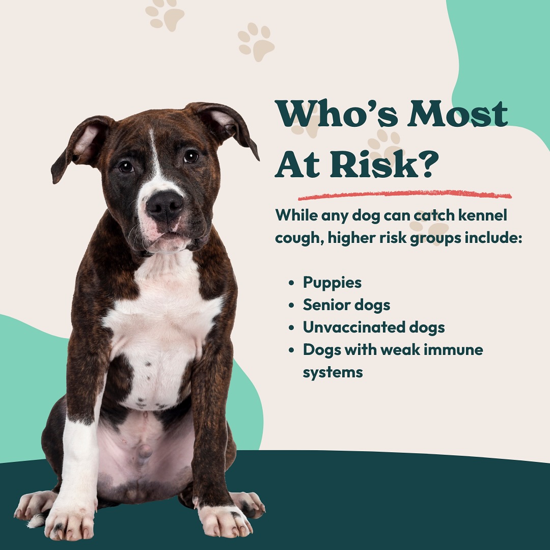 Sploot Veterinary Care - Logan Square