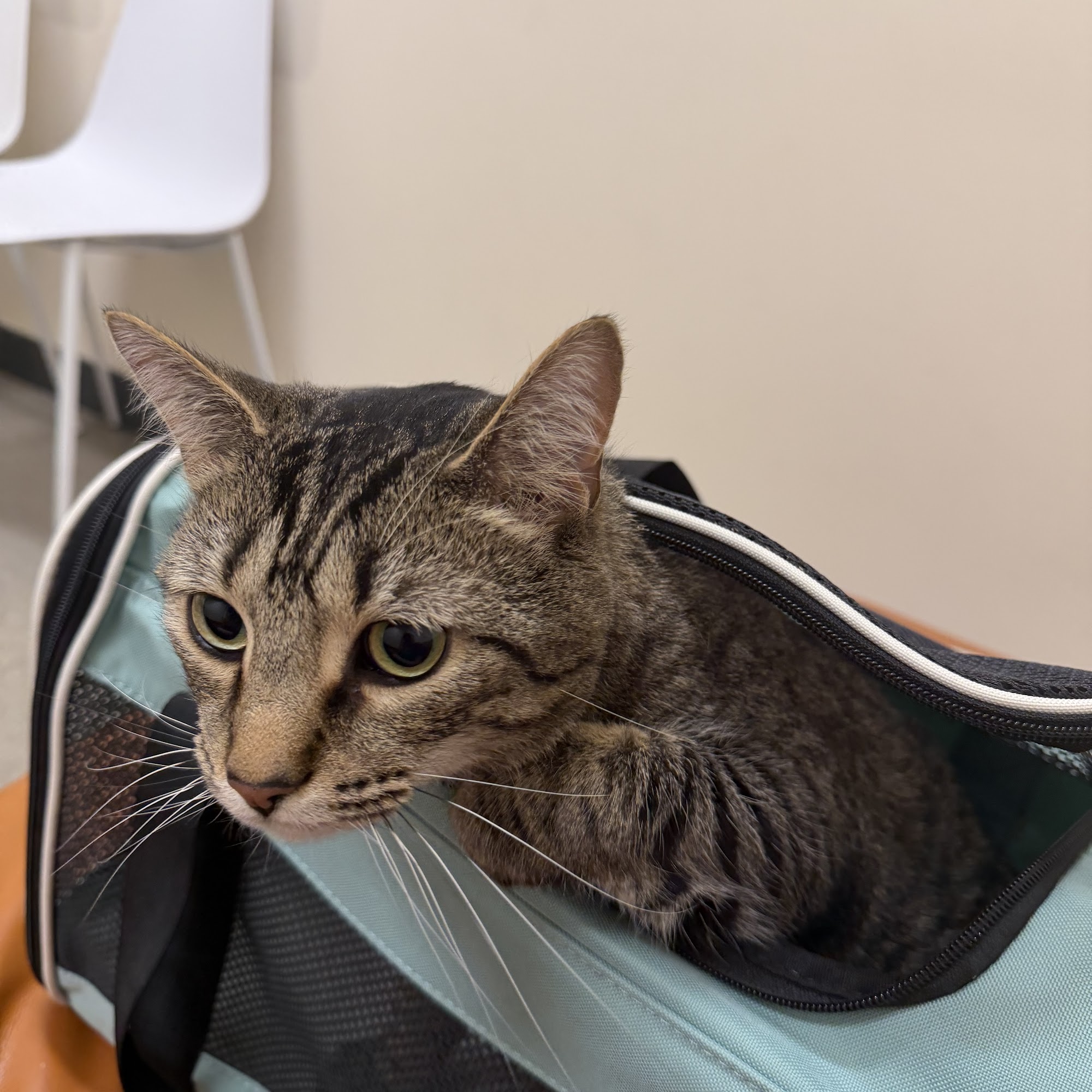 Sploot Veterinary Care - Logan Square