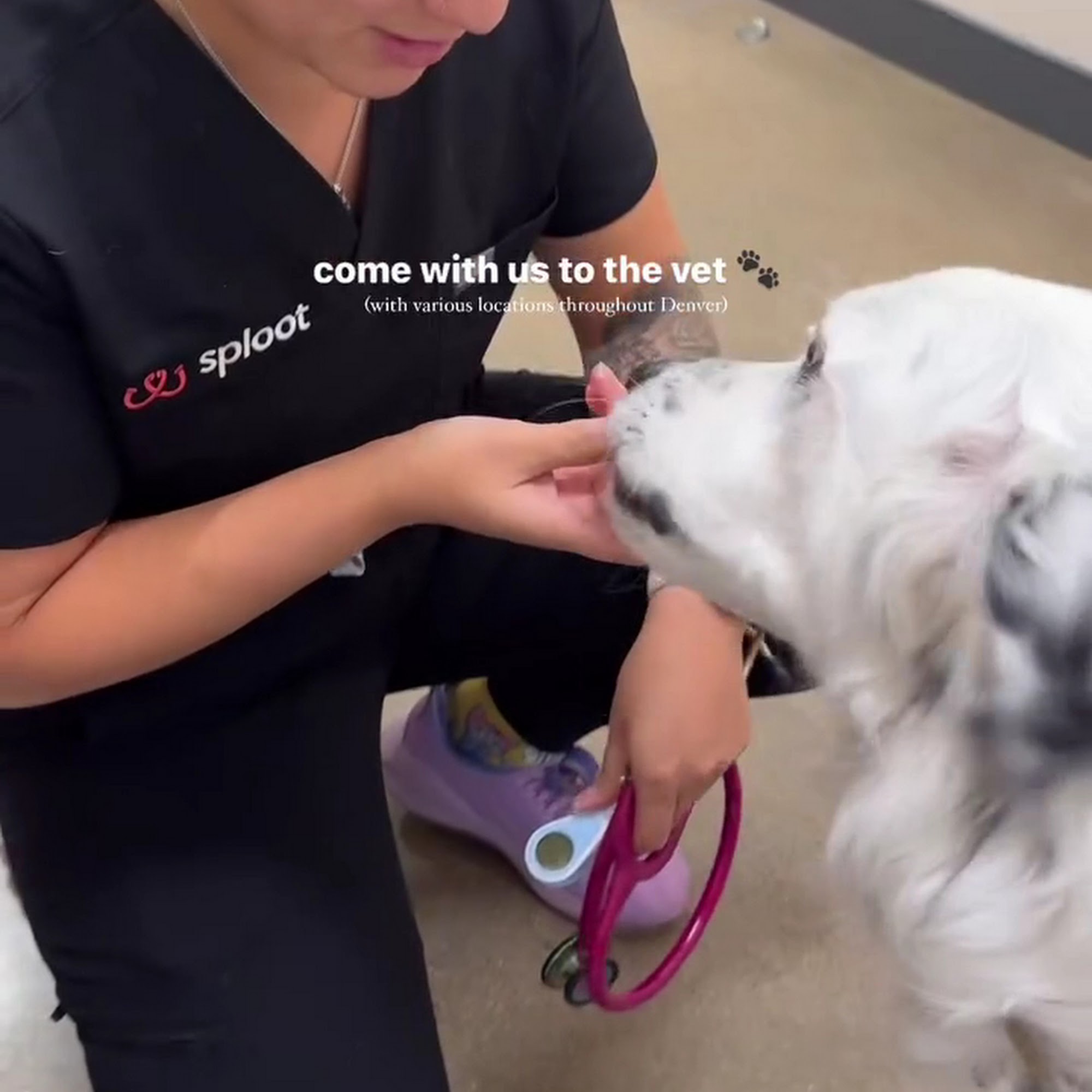 Sploot Veterinary Care - Logan Square
