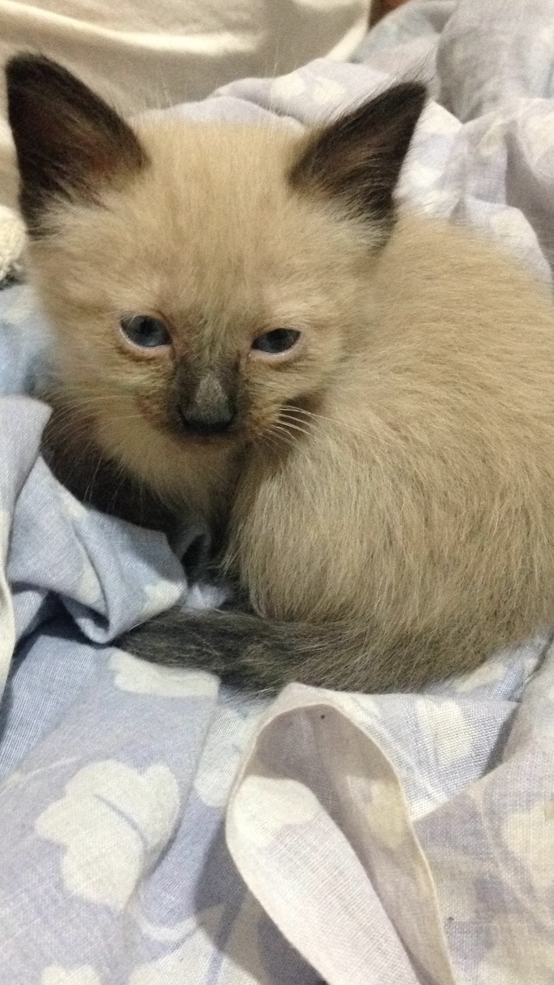 GALRON SLIDING DOORS