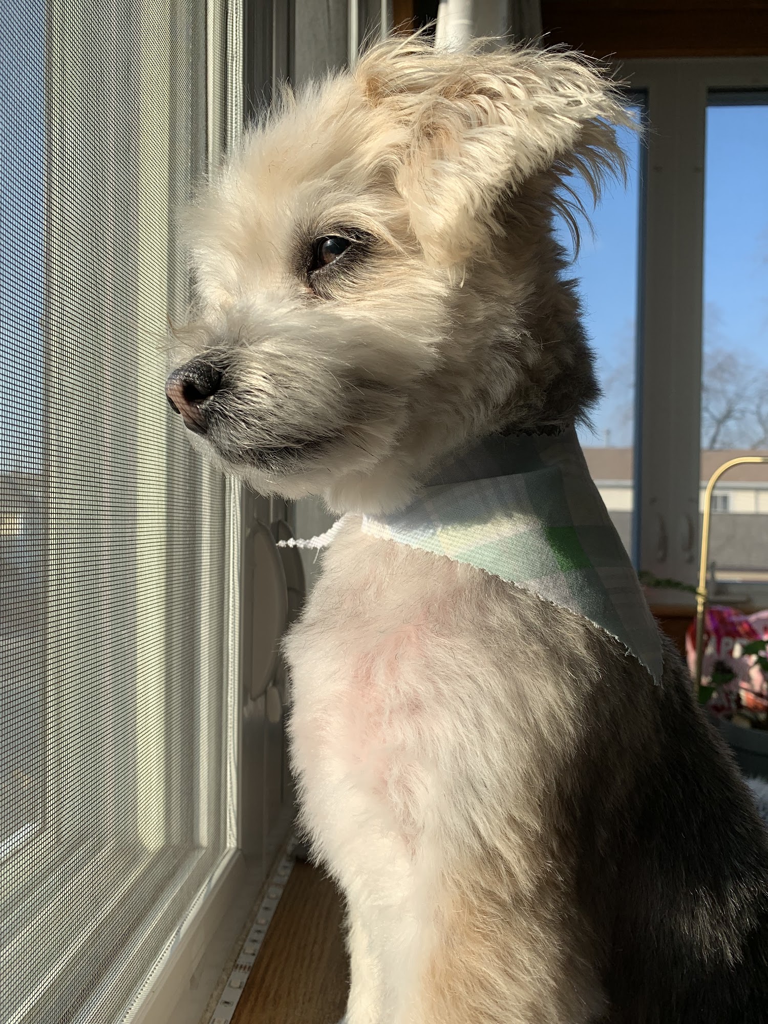 Pooch à la Mode Chicago