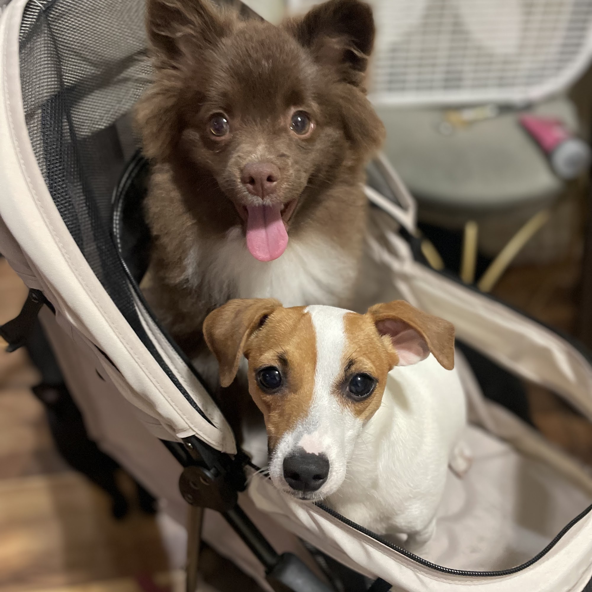 PetSmart