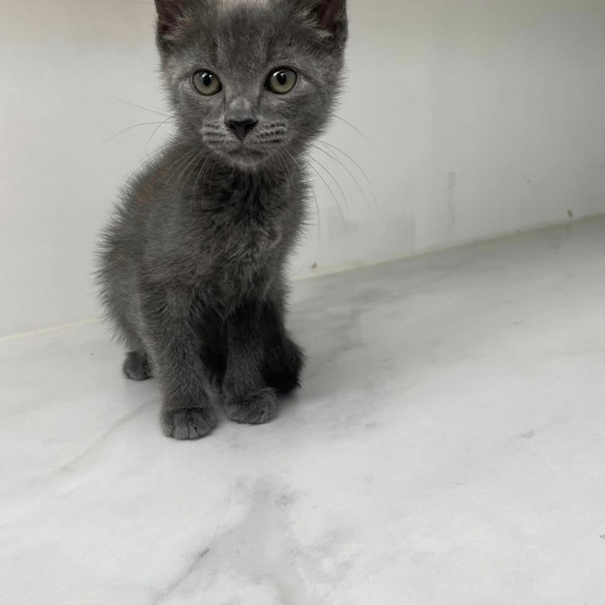 Animal Care Clinic of Chillicothe, P.C. Chillicothe