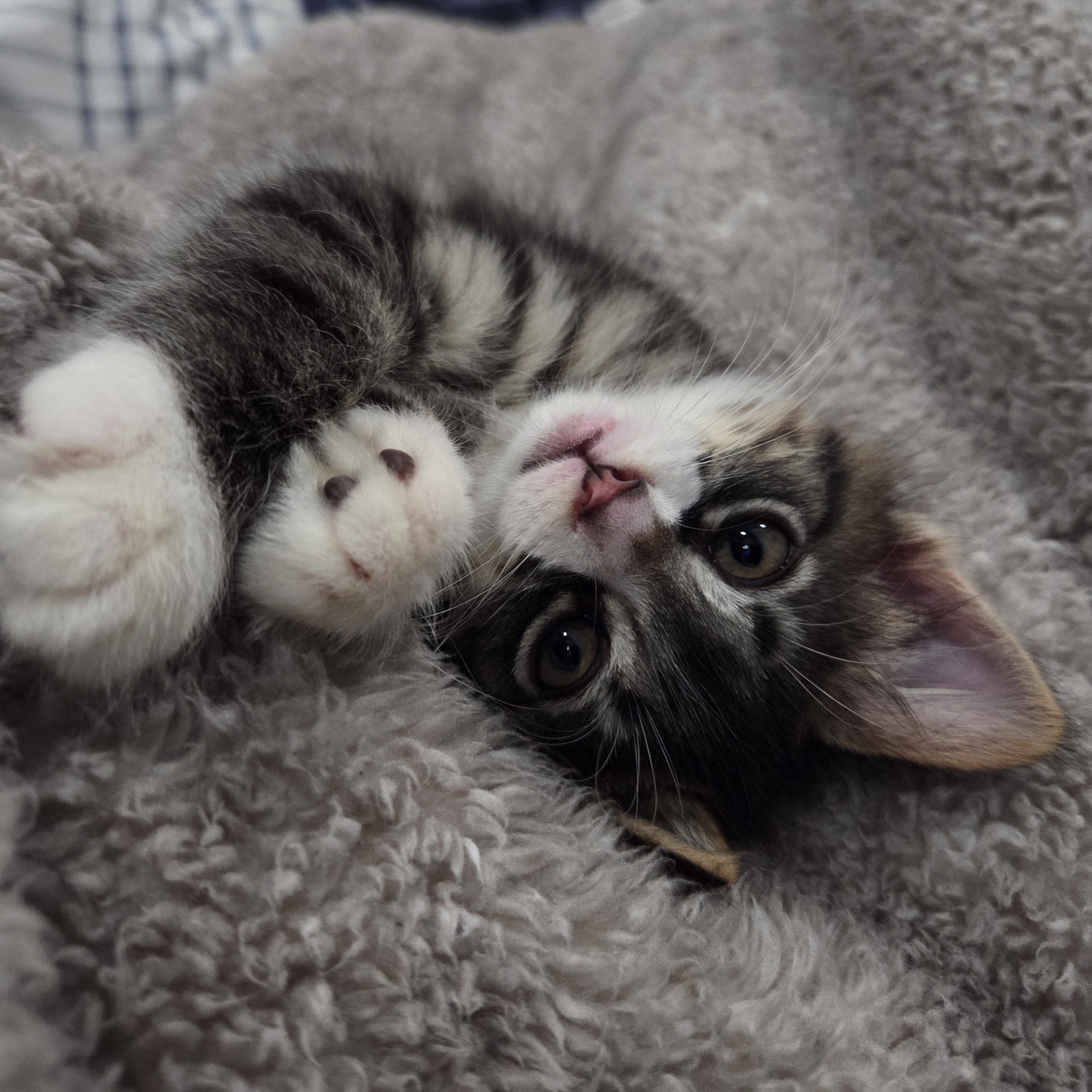 Peoria Area Veterinary Group of Chillicothe Chillicothe