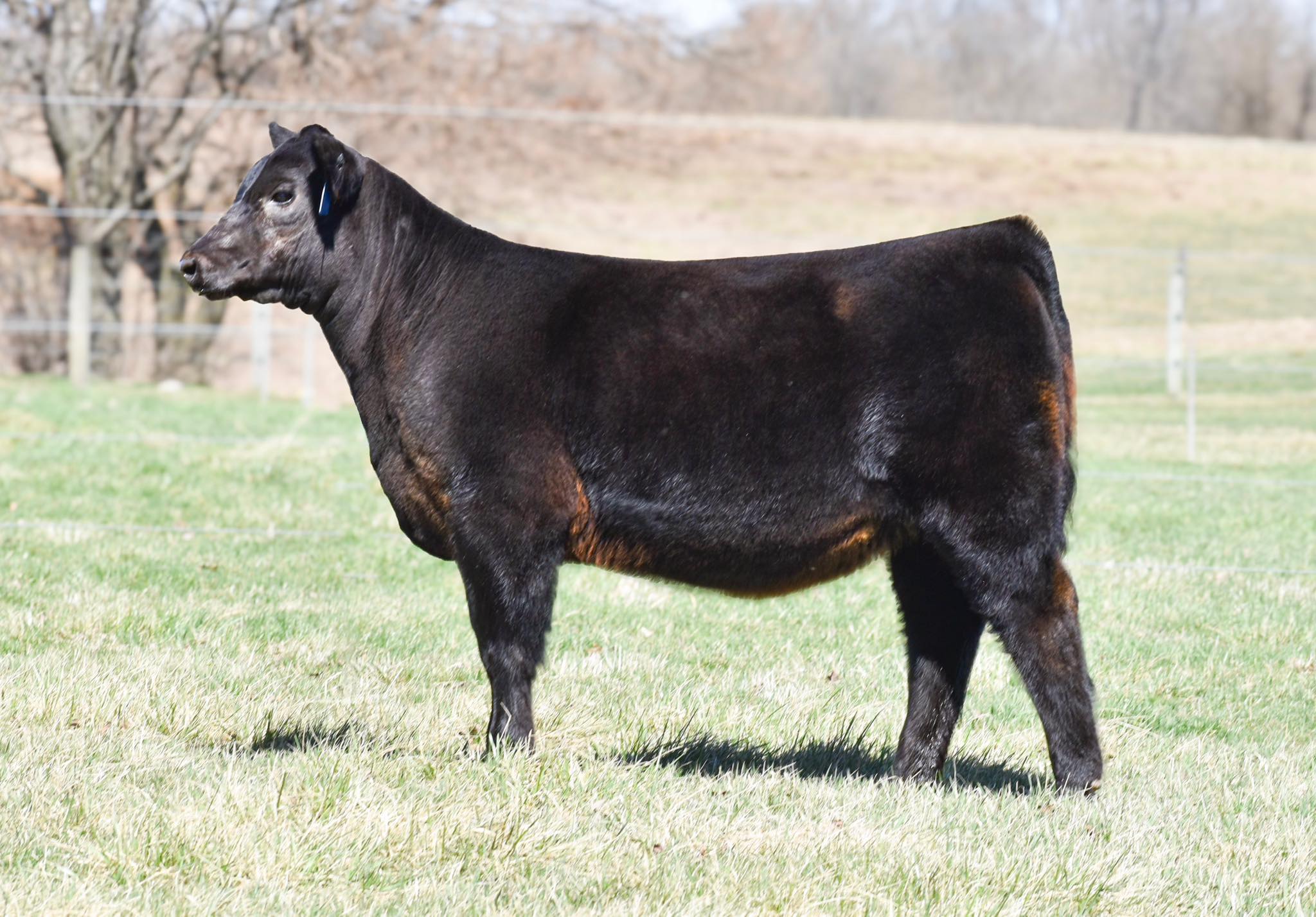 Double Diamond Genetics, Inc