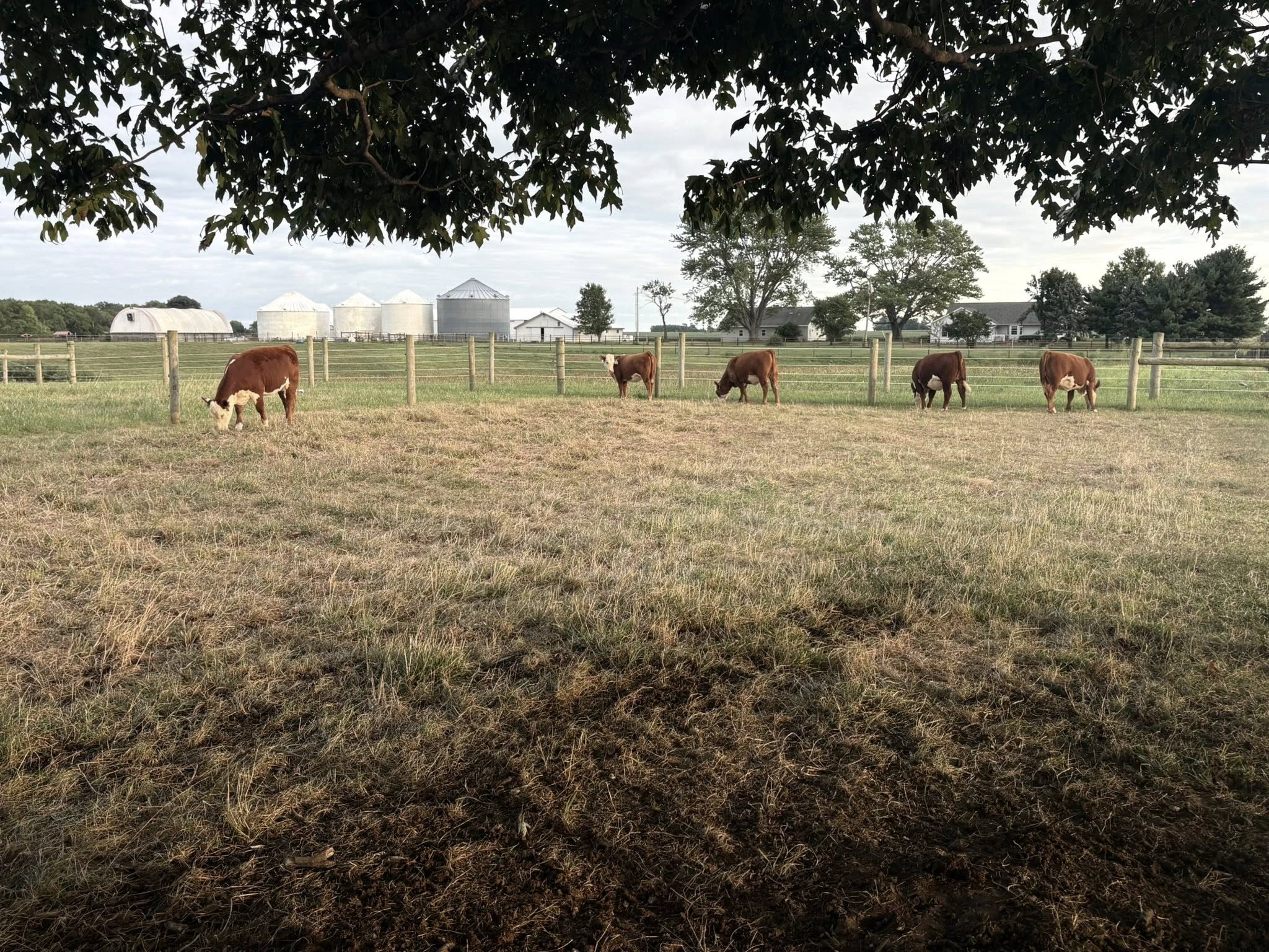 Double Diamond Genetics, Inc