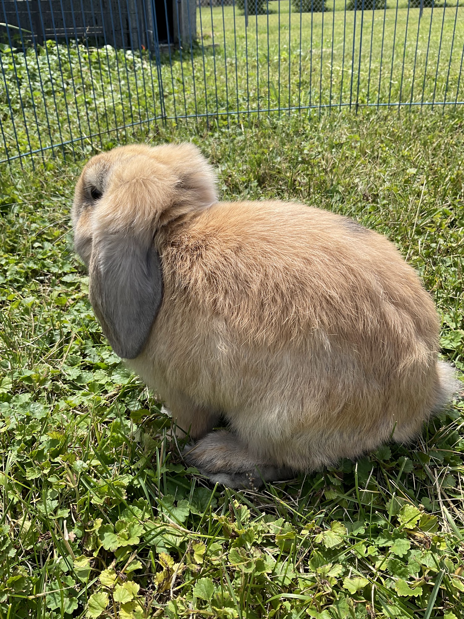 3 Rivers Pets Coal City