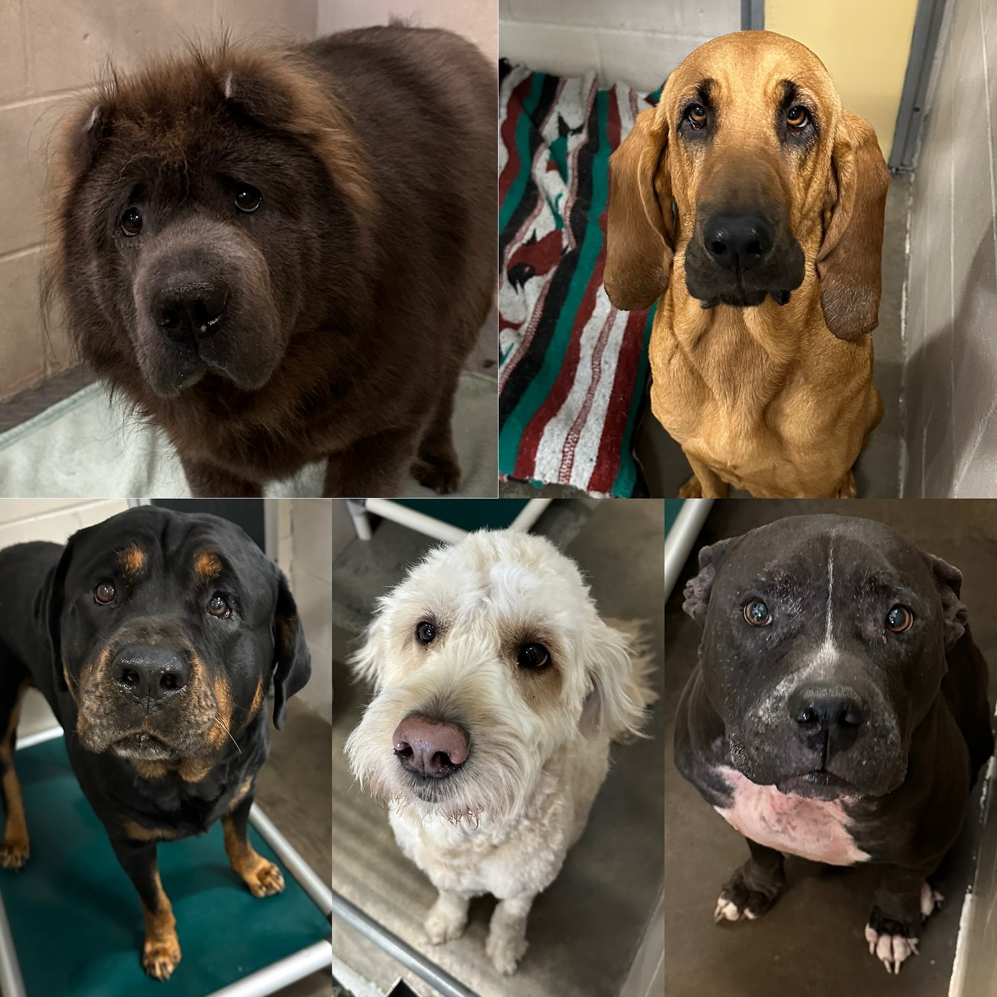 Mallard Pointe Kennels Coal Valley