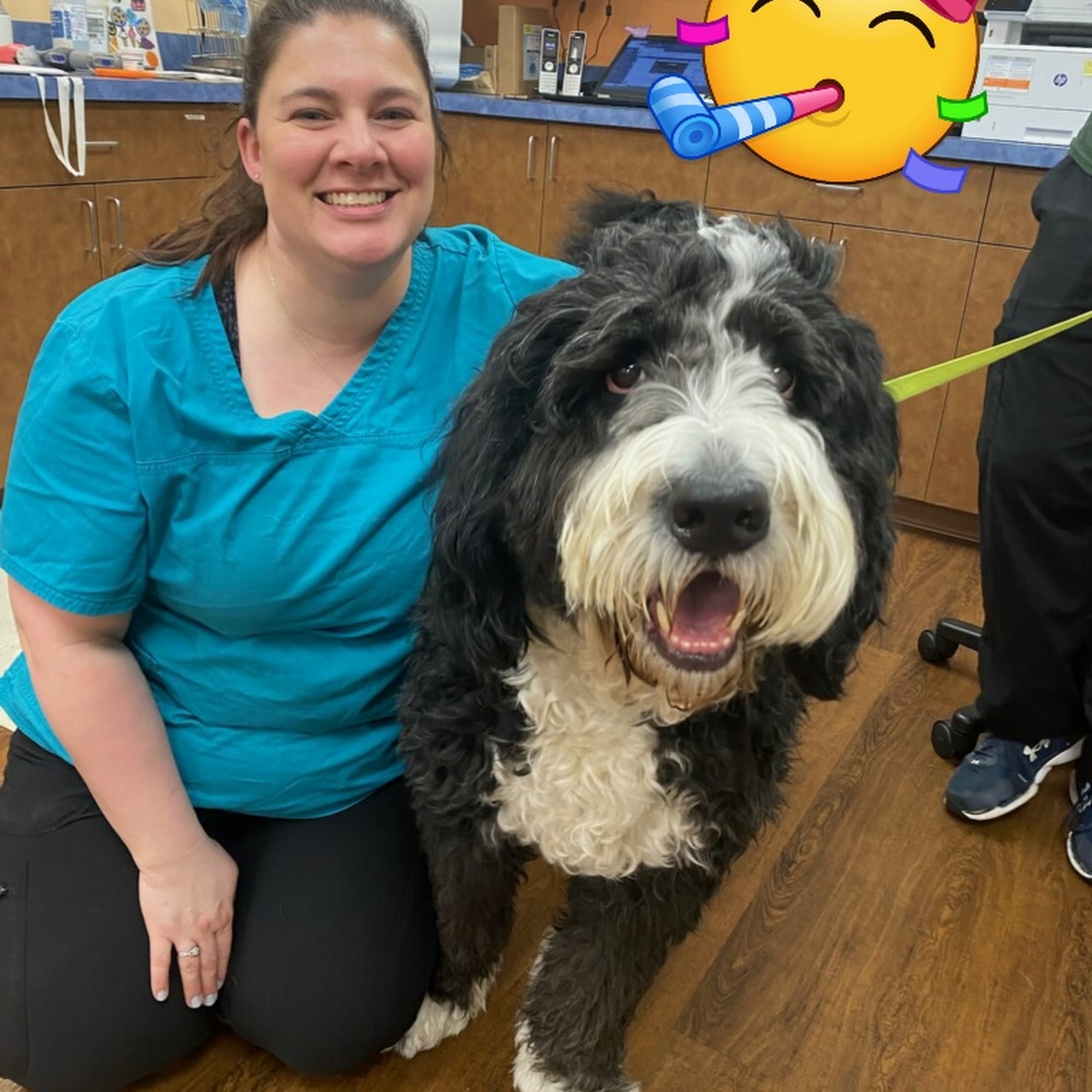 Davis Pet Hospital Collinsville