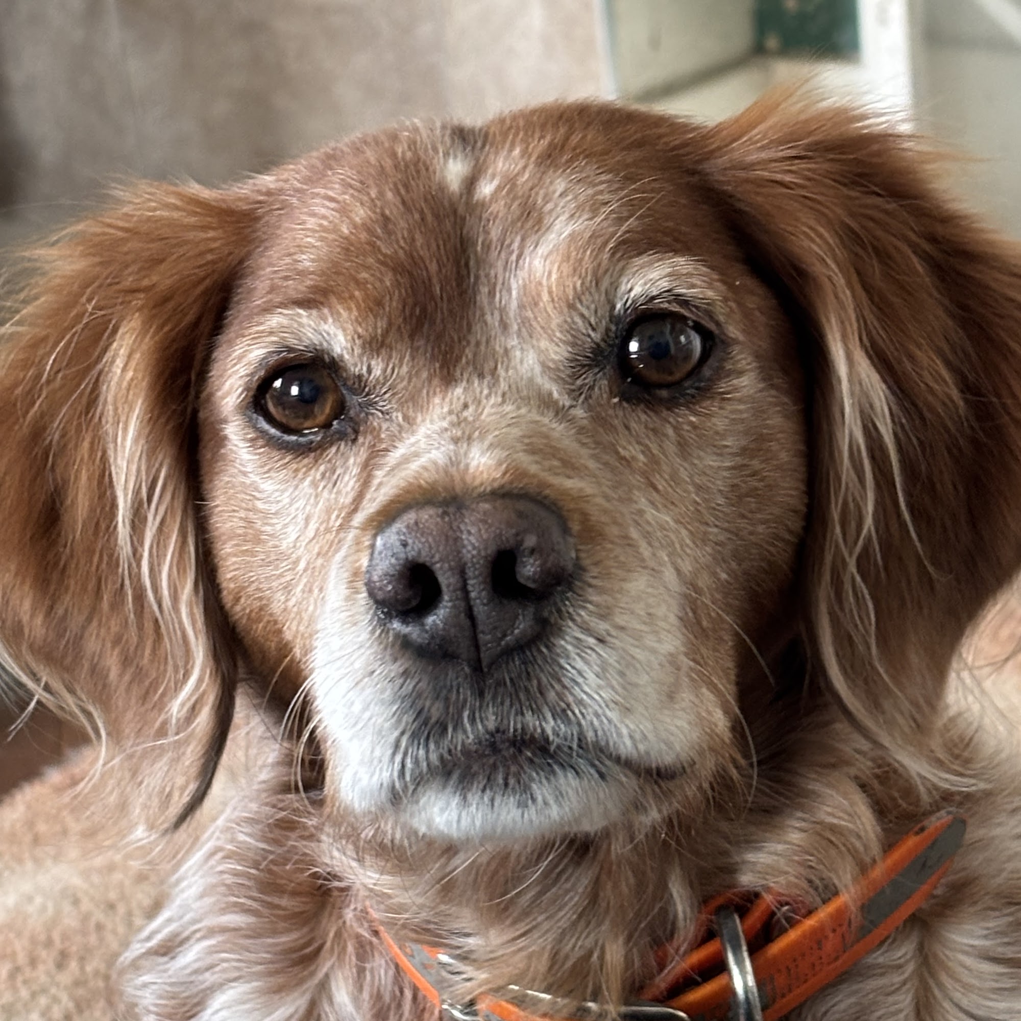 Jane Fixen, DVM Colona