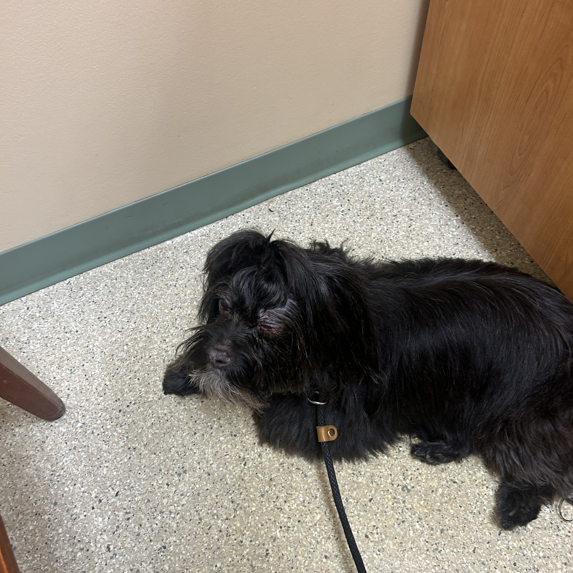 Bellson Animal Hospital Columbia