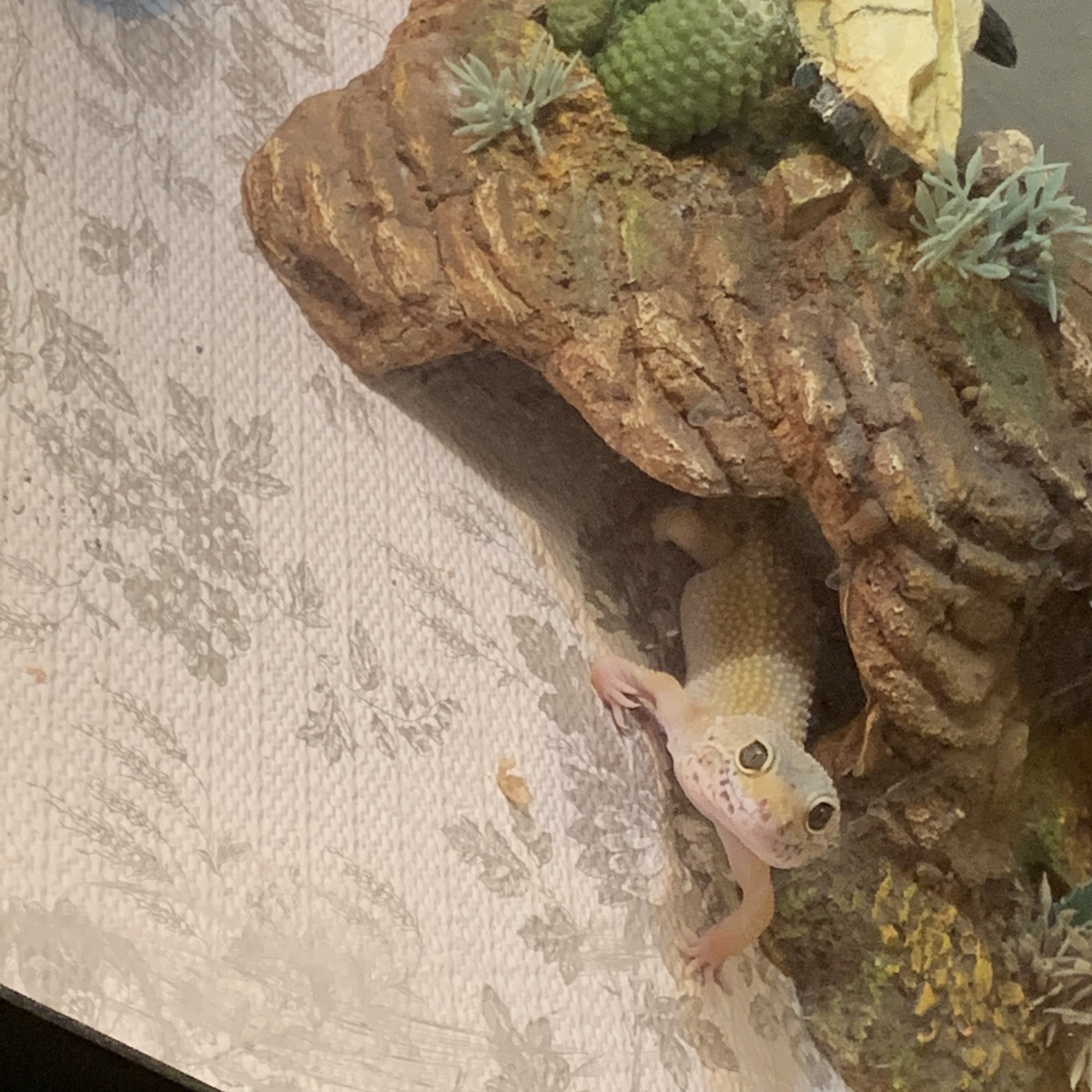 YGD's Aquatics Columbia