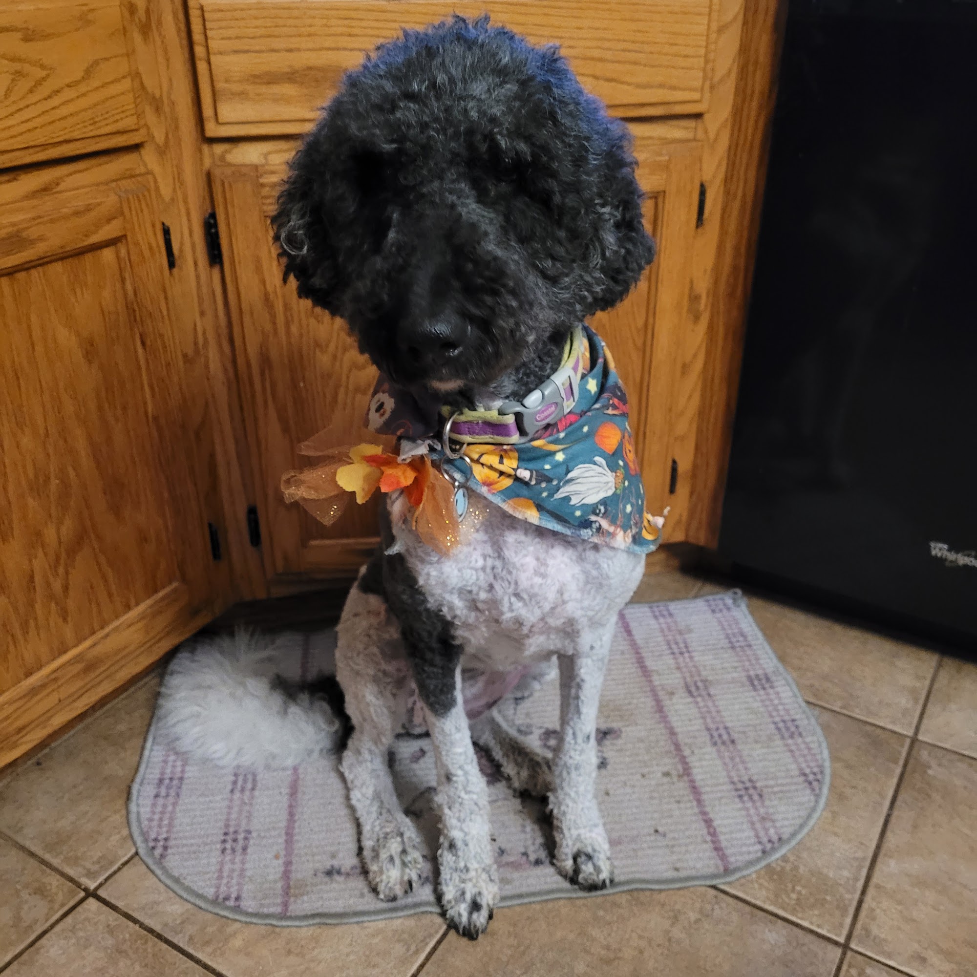 CREST HILL CAT AND DOG Crest Hill