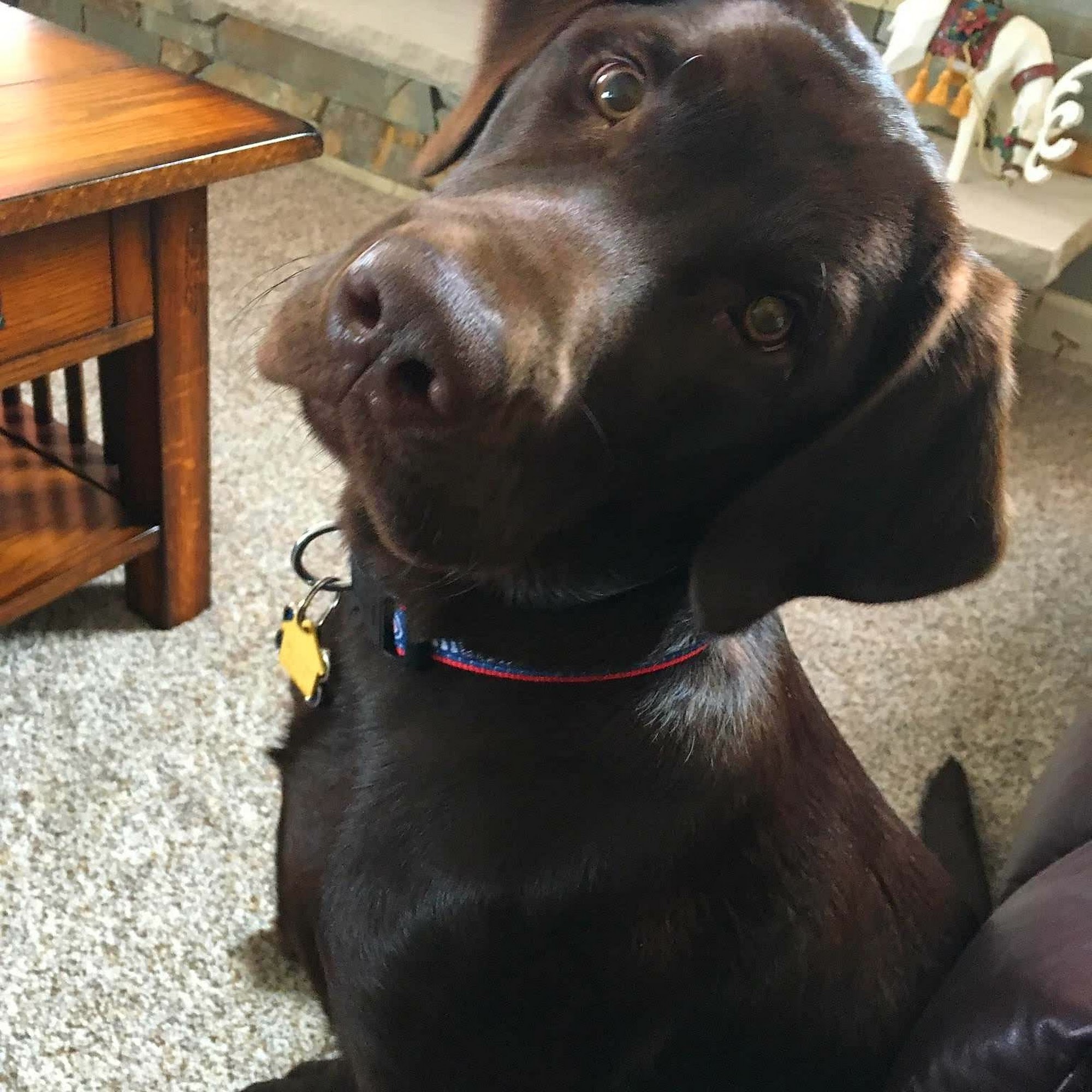 Companion Animal Specialty and Emergency Crystal Lake