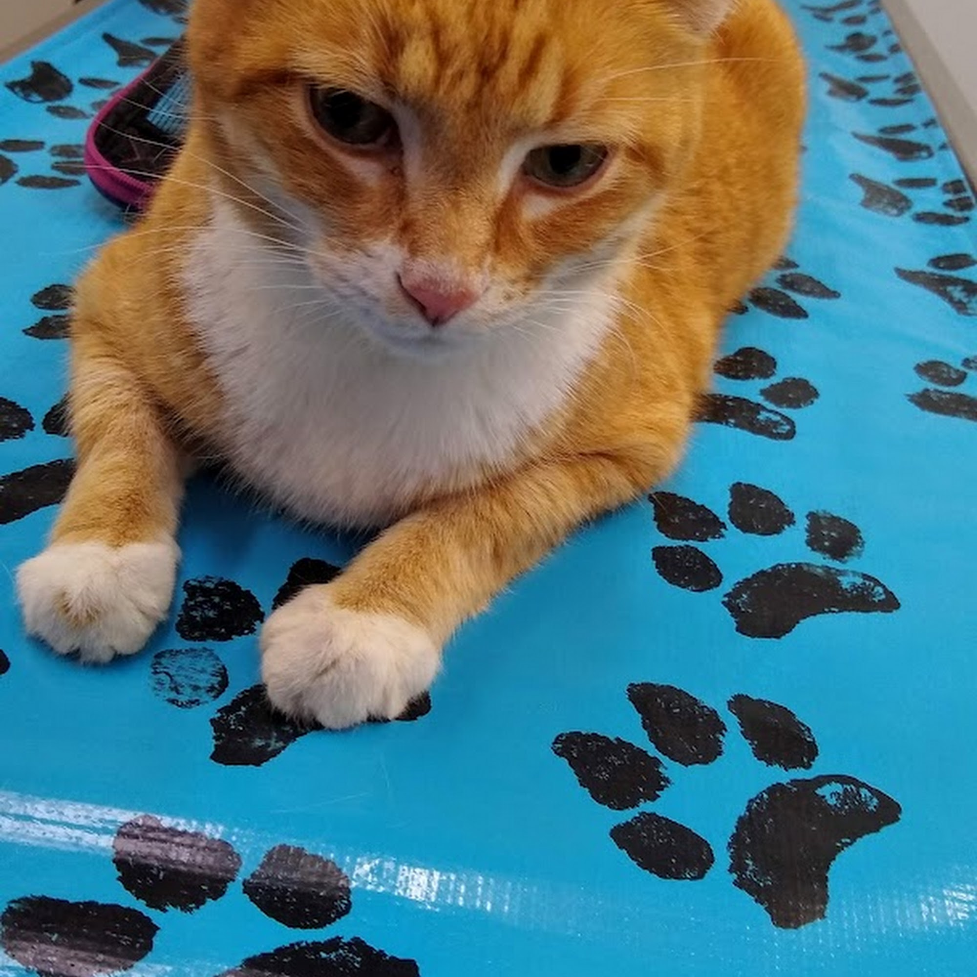 Fox Valley Animal Hospital Crystal Lake