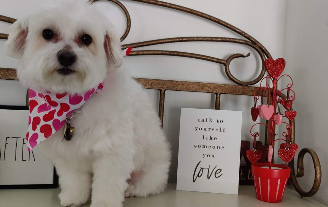 Cut 'n Cuddle Dog Grooming Crystal Lake