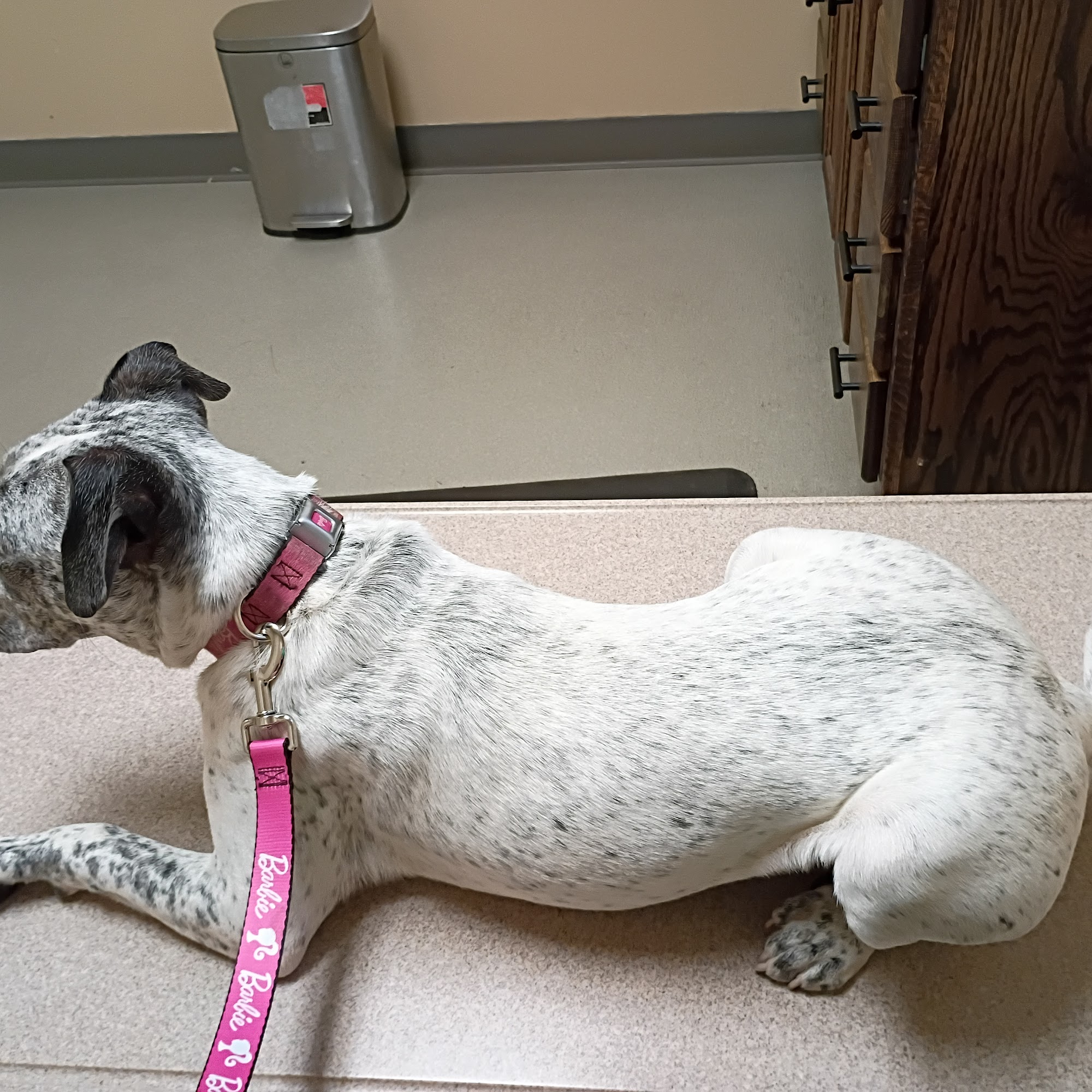 Fairchild Animal Hospital Danville