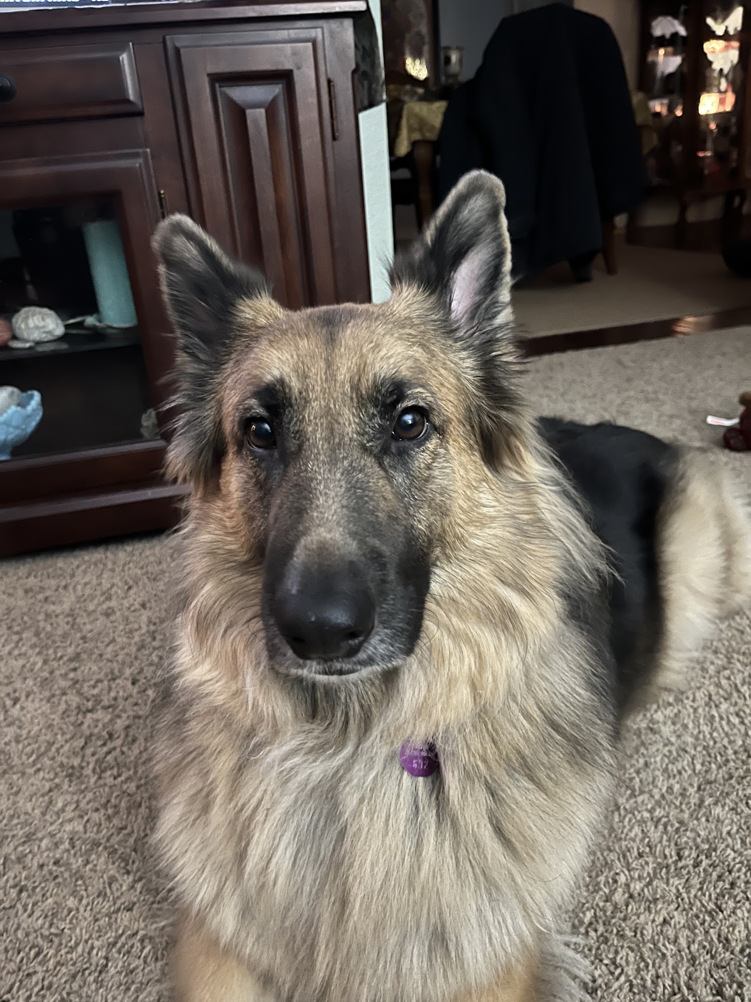 South Paw Grooming Danville