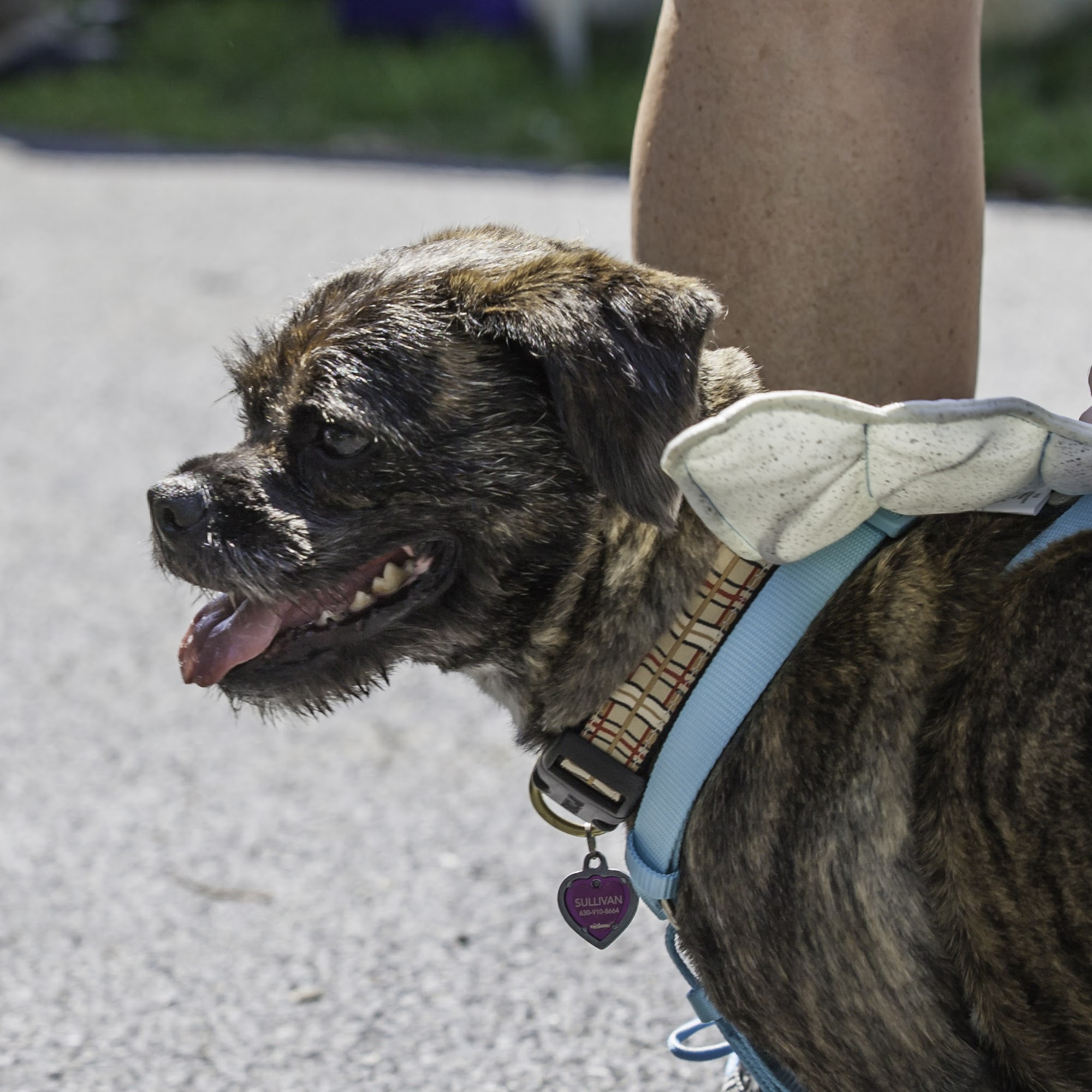 Darien Animal Clinic Darien