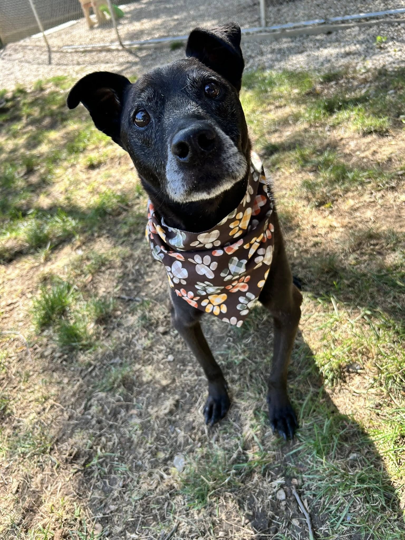 The Dog District Darien