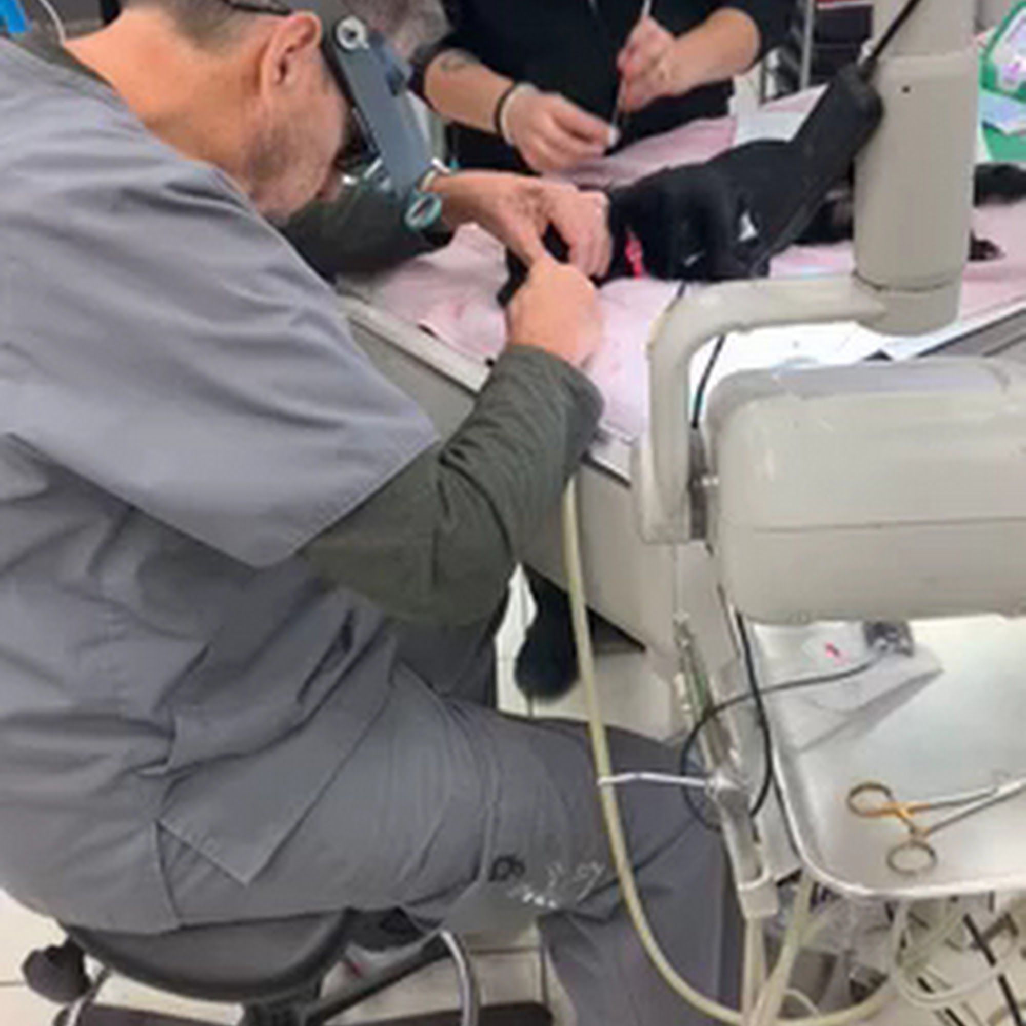 Northgate Pet Clinic Decatur