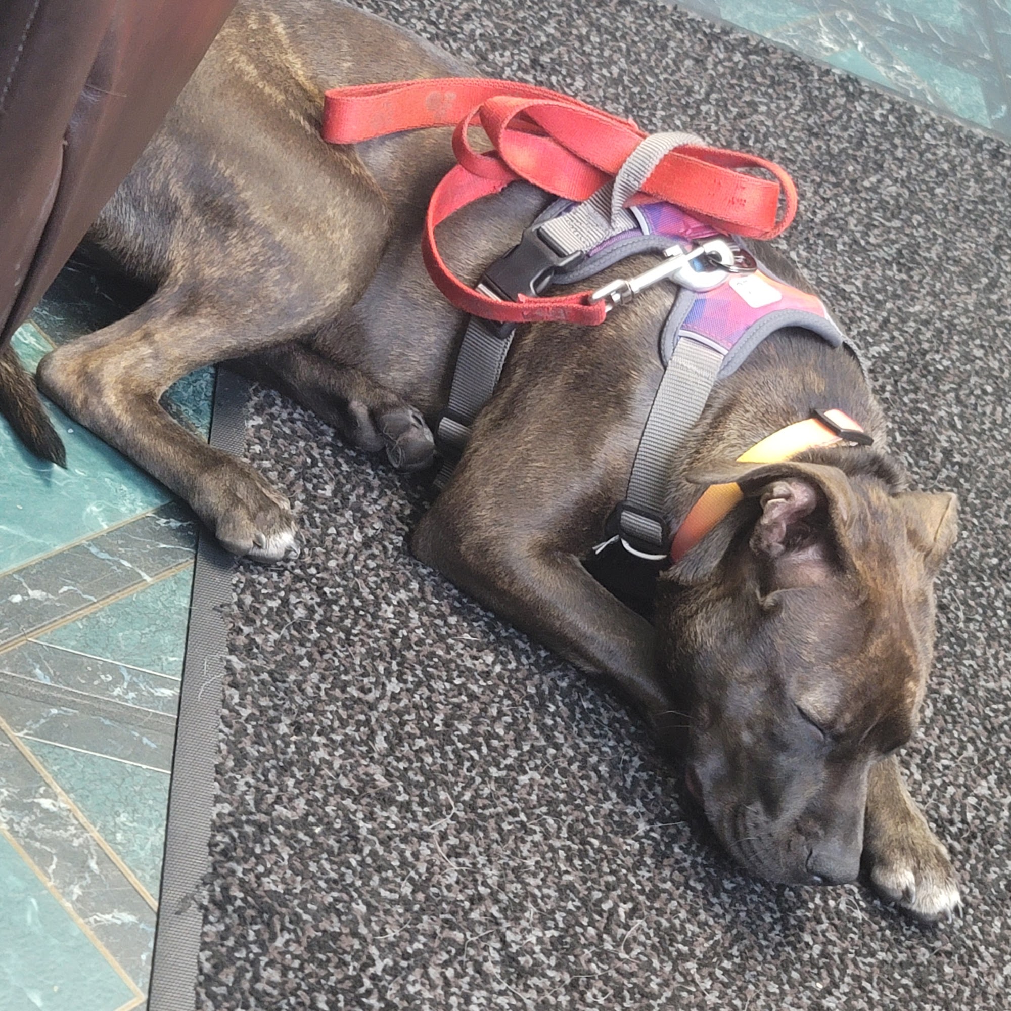 Best Friend Vet Care Decatur