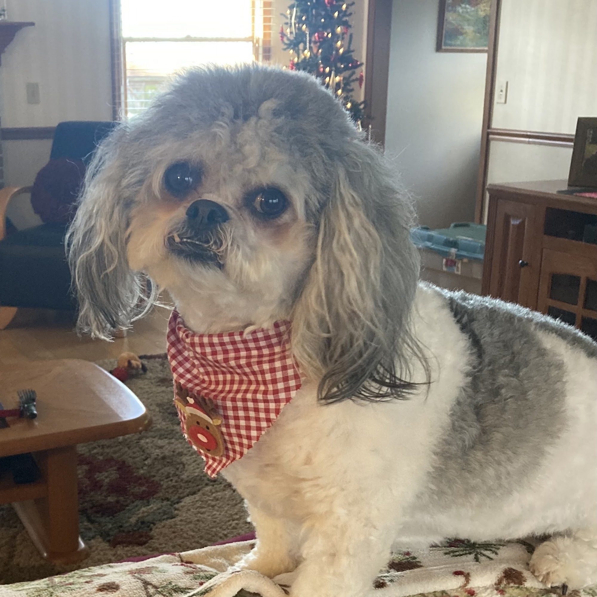 Dr. D.L. Messamore Decatur