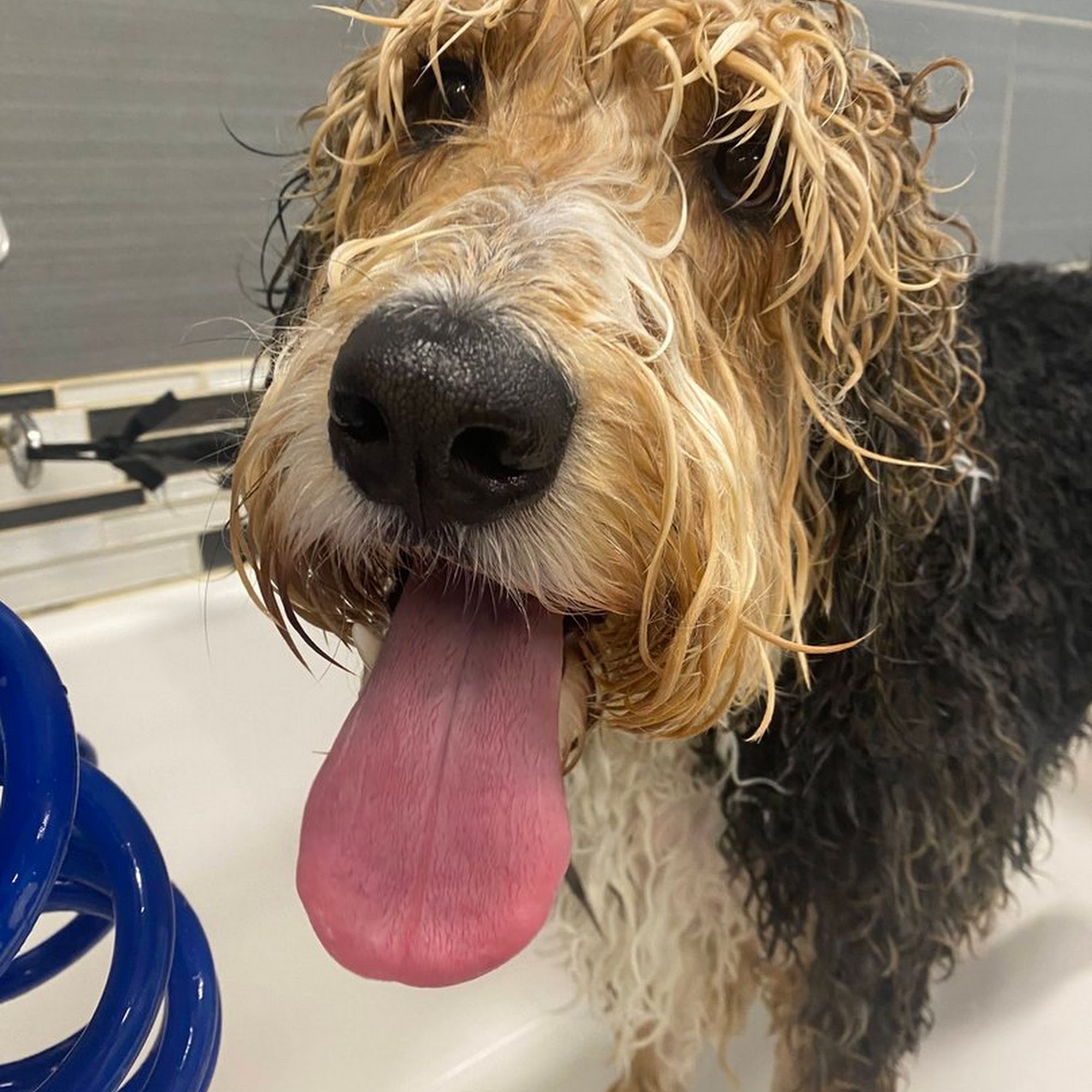 Dogtopia of Deer Park Deer Park