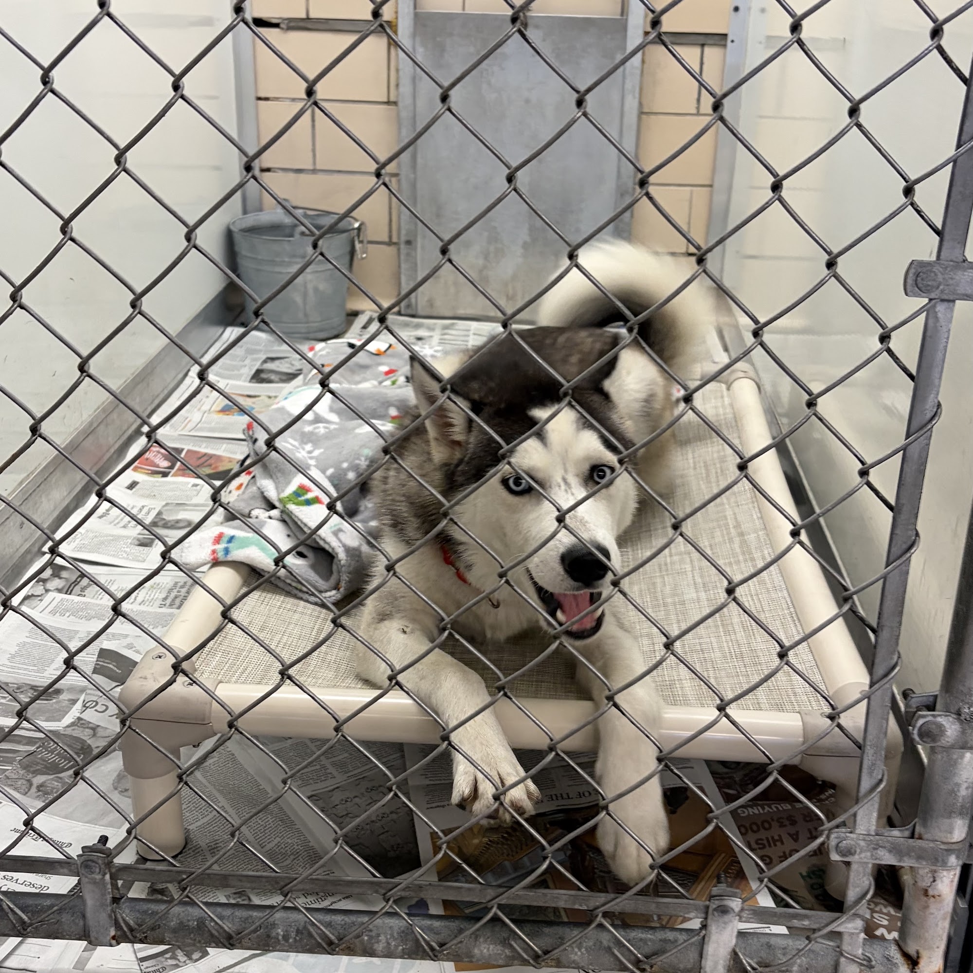Orphans of the Storm Animal Shelter Deerfield