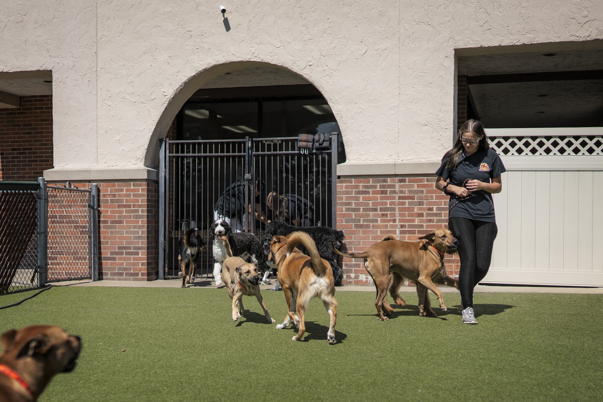 The Dog Stop® - Deerfield Deerfield