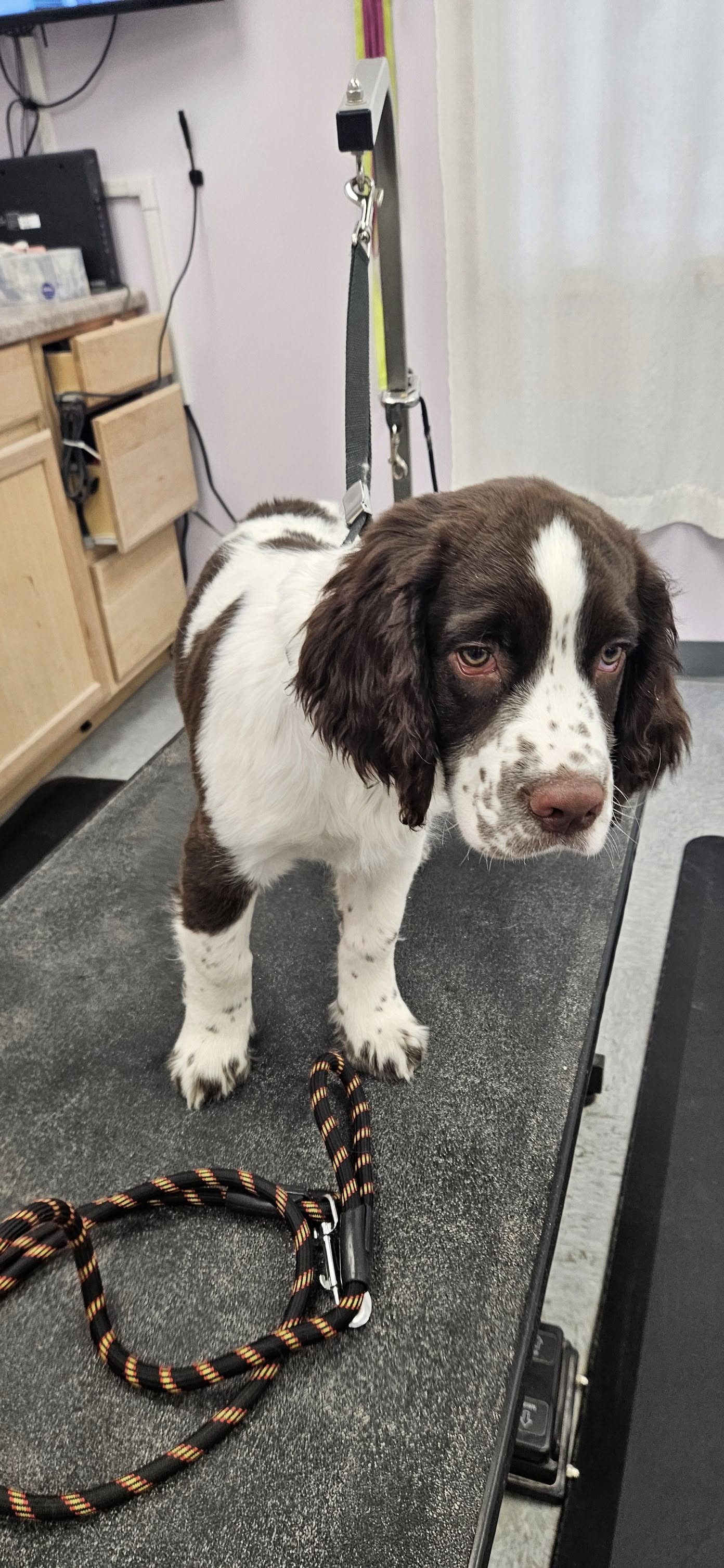 Strictly Paws DeKalb