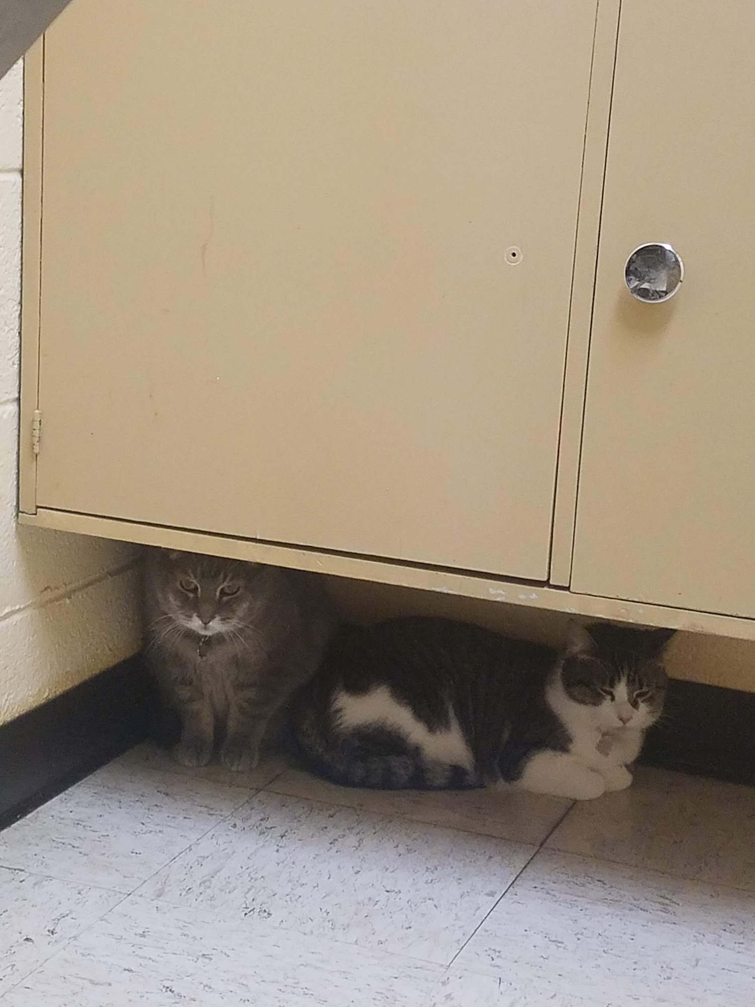 Rising Sun Veterinary Clinic Des Plaines