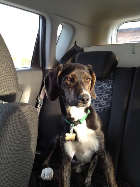 Oak Elm Animal Hospital Des Plaines