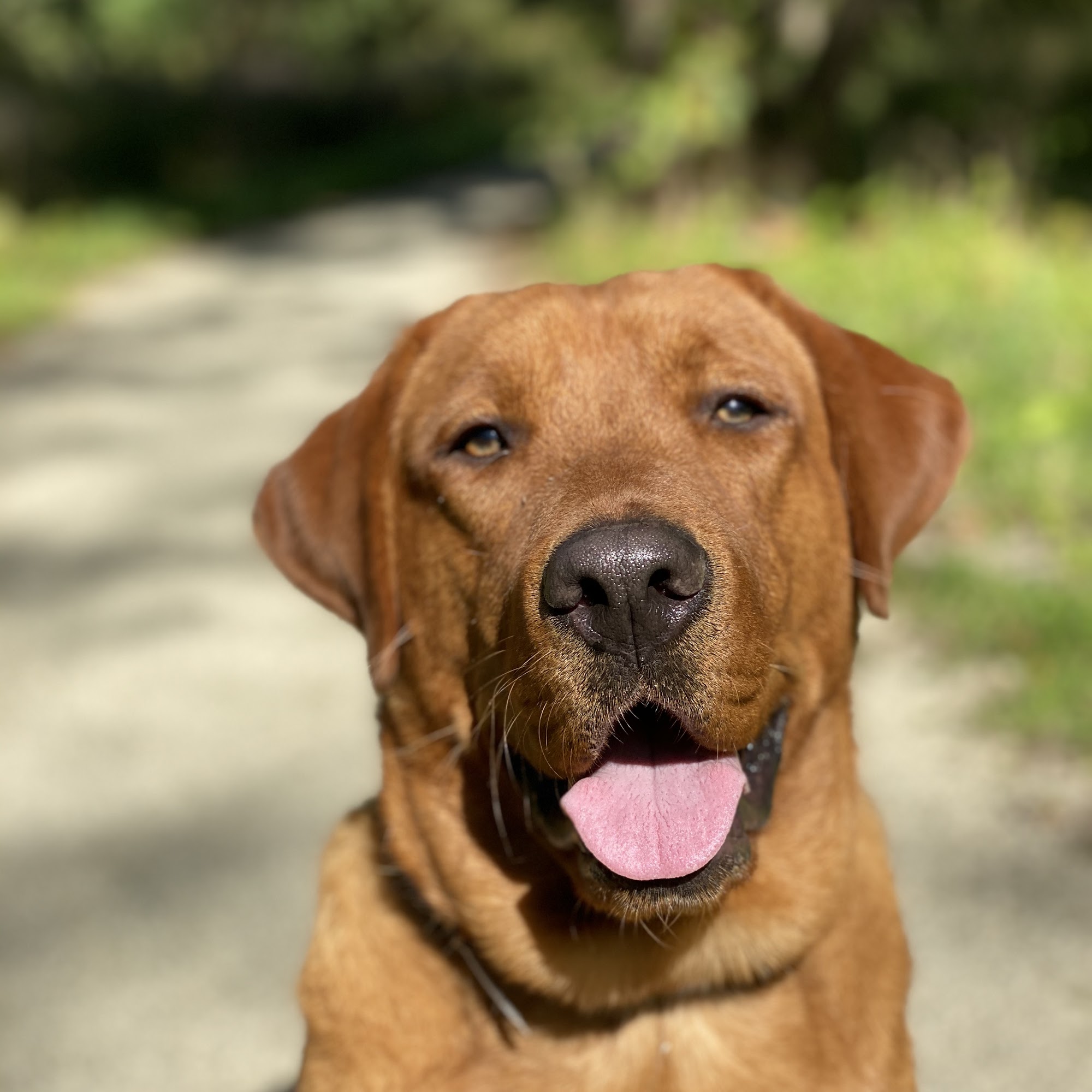 Brooks Canine Center Des Plaines