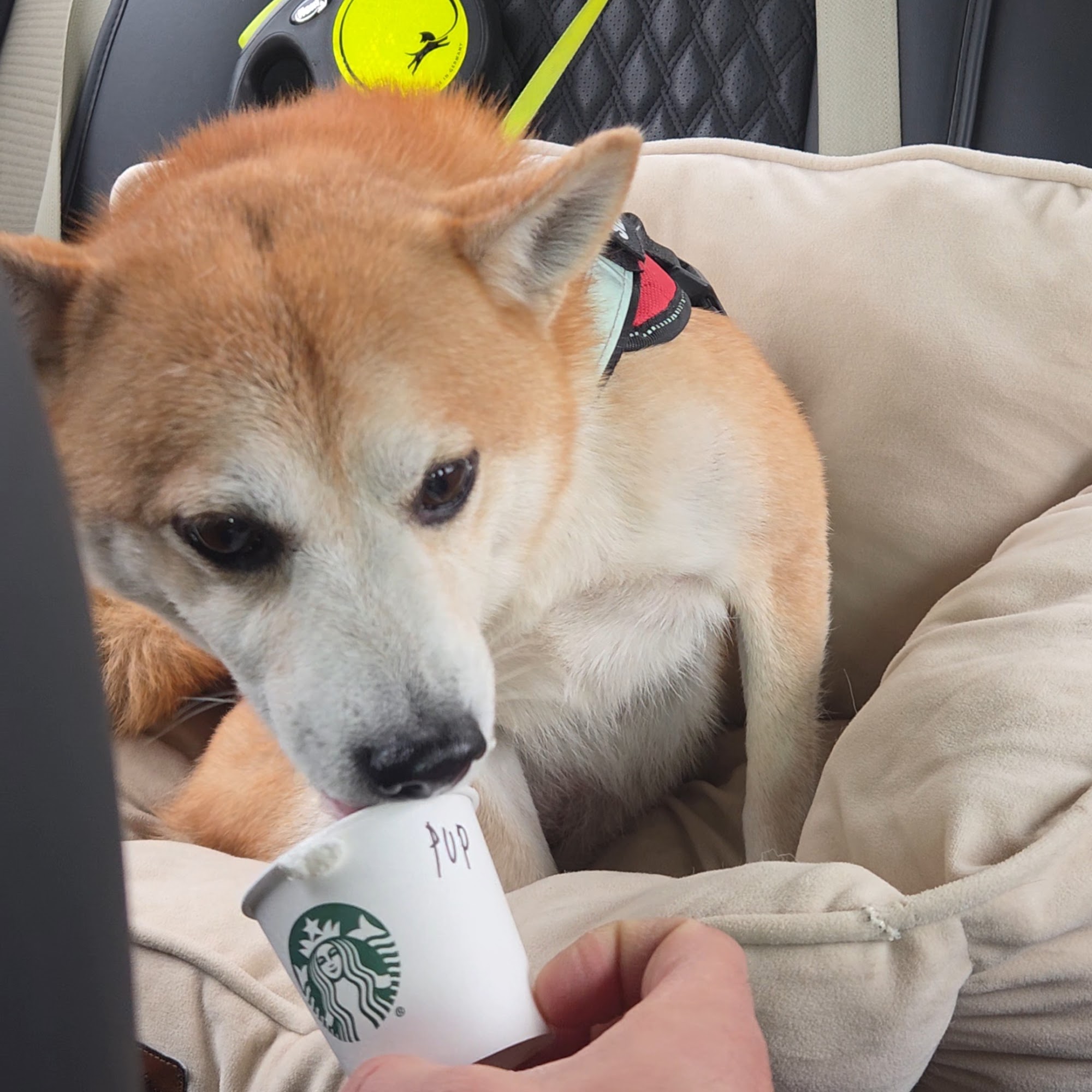 Starbucks Coffee Company 2707 E Division St, Diamond